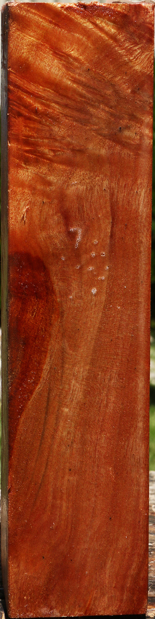 Camphor Burl Turning Square