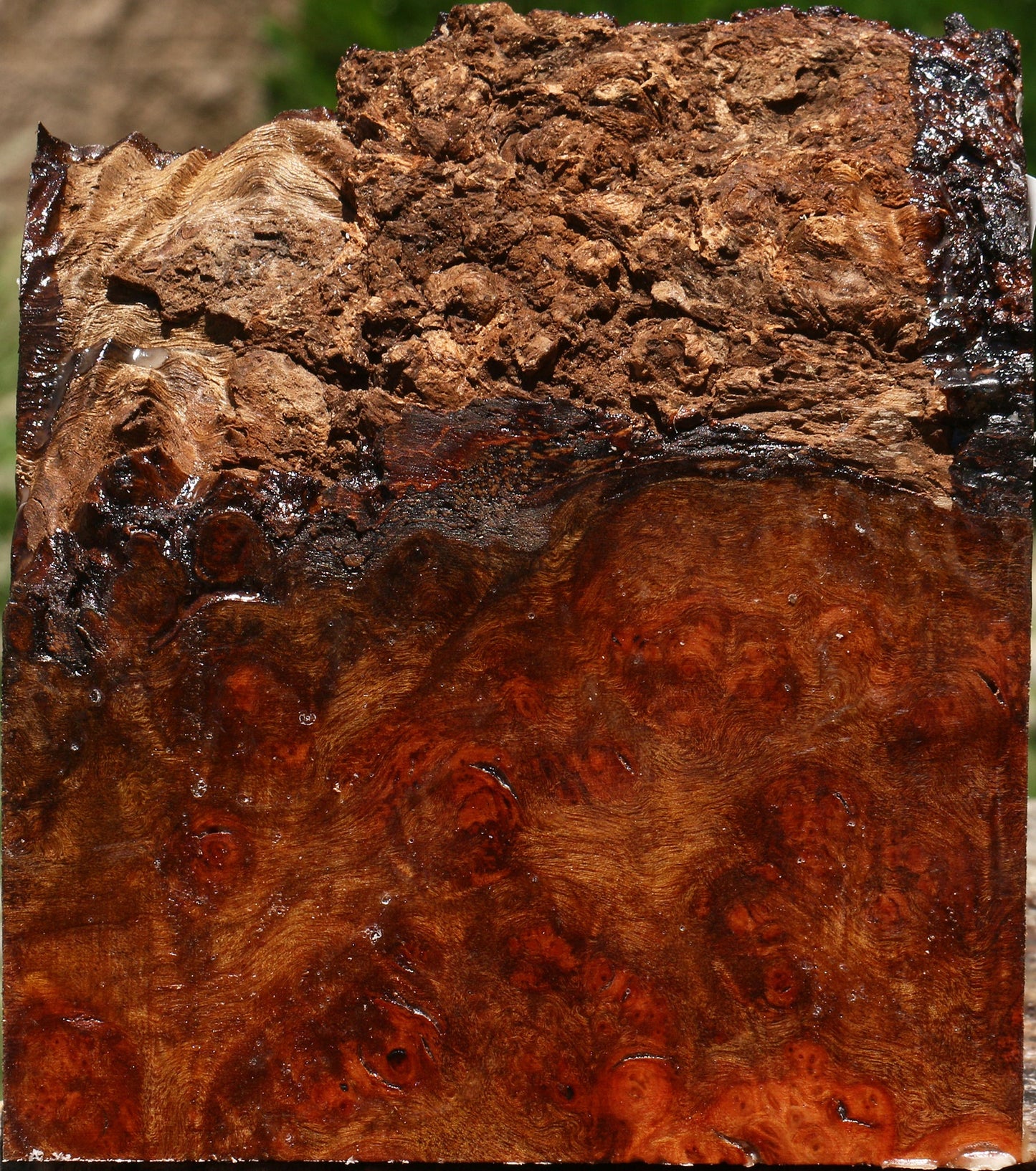 Rustic Camphor Burl Live Edge Turning Blank