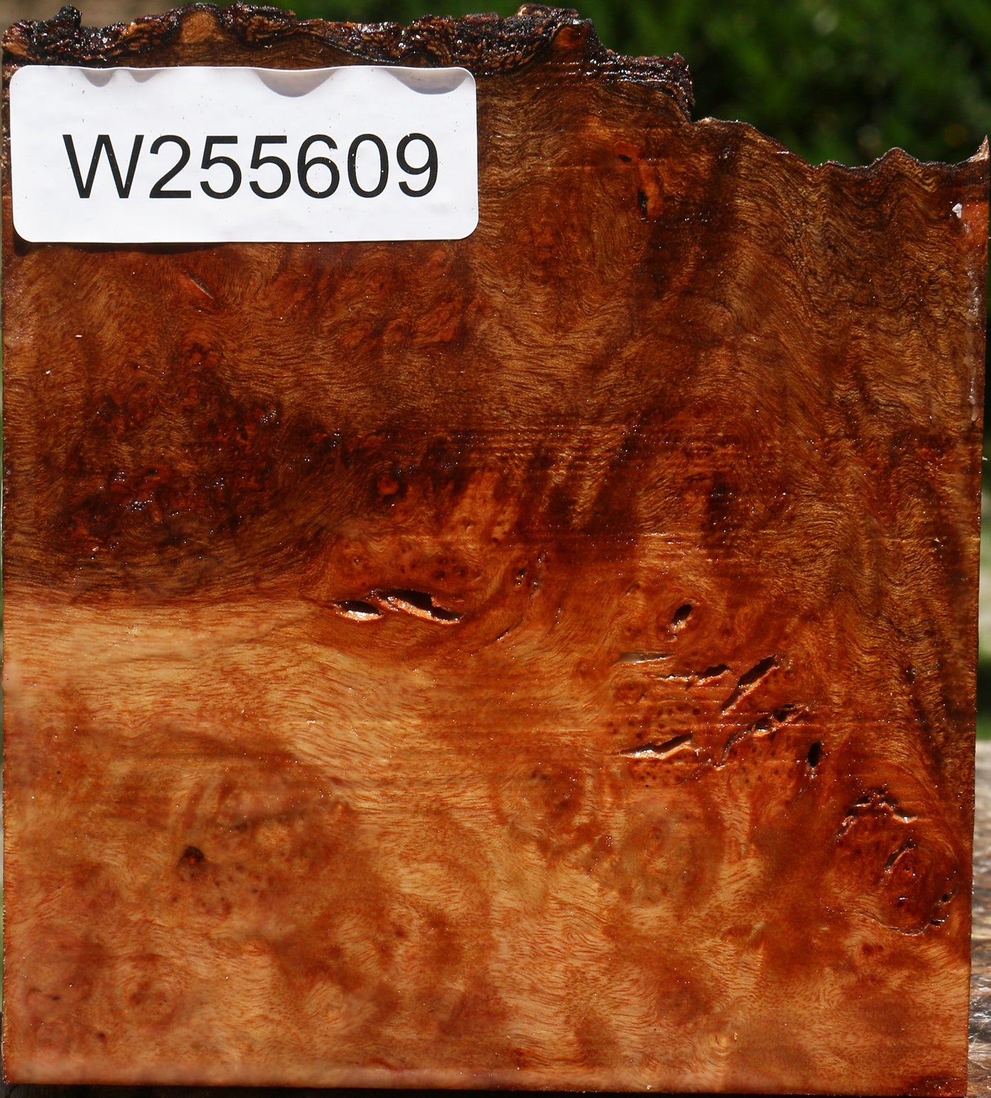 Rustic Camphor Burl Live Edge Turning Blank