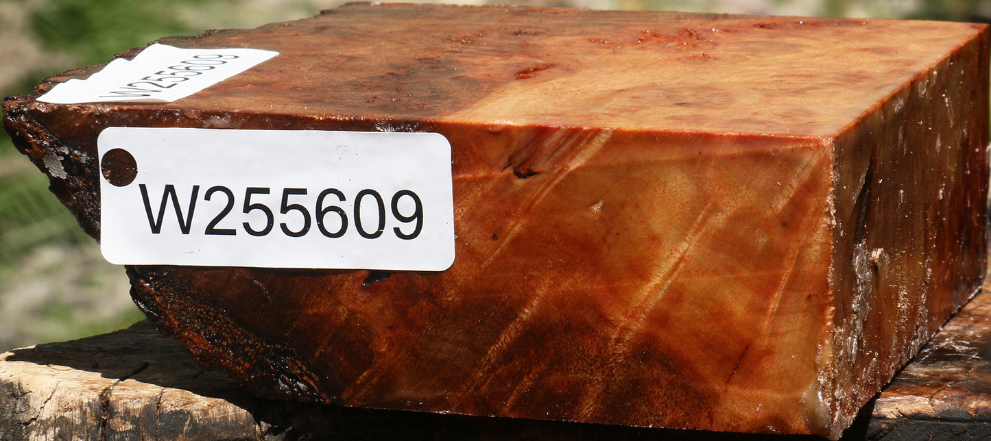 Rustic Camphor Burl Live Edge Turning Blank