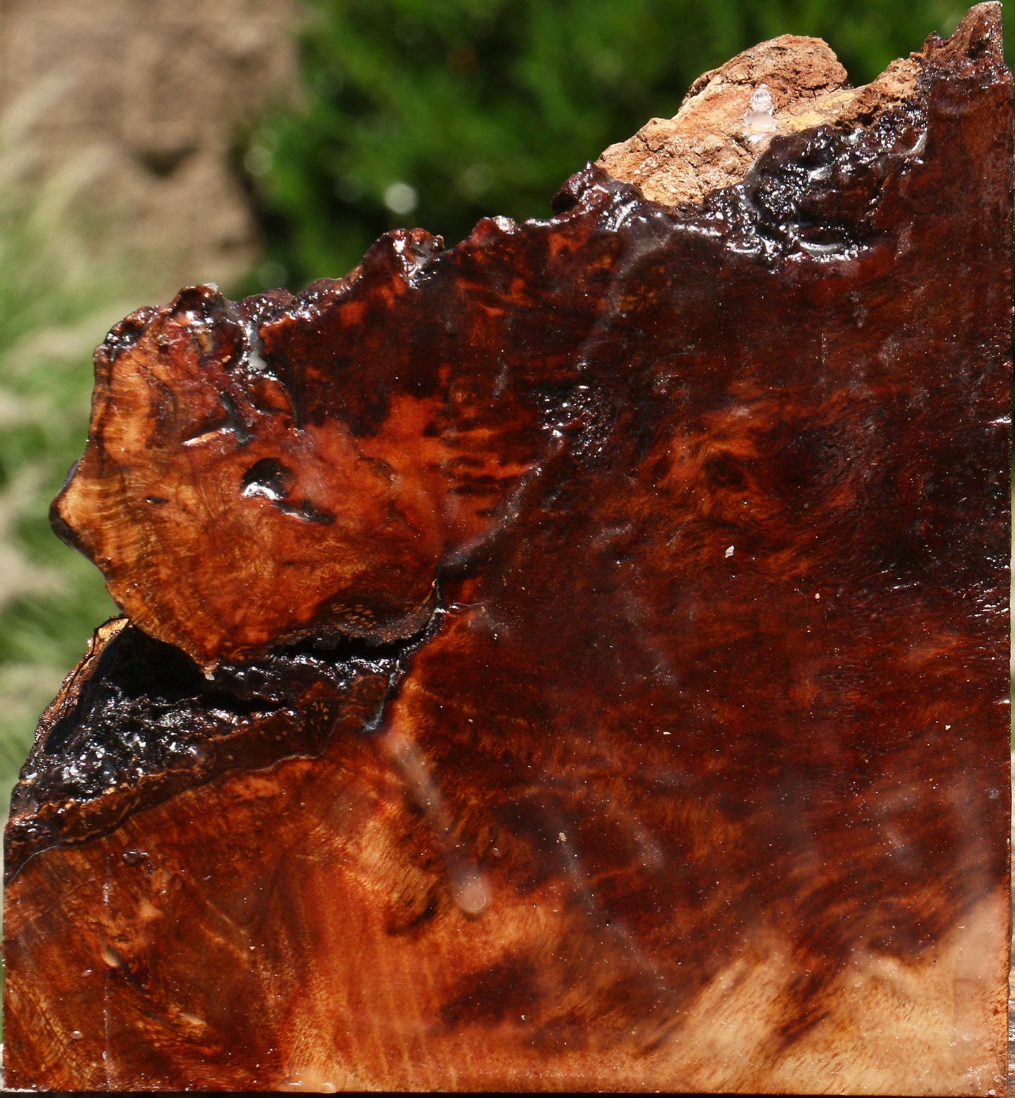 Rustic Camphor Live Edge Turning Blank