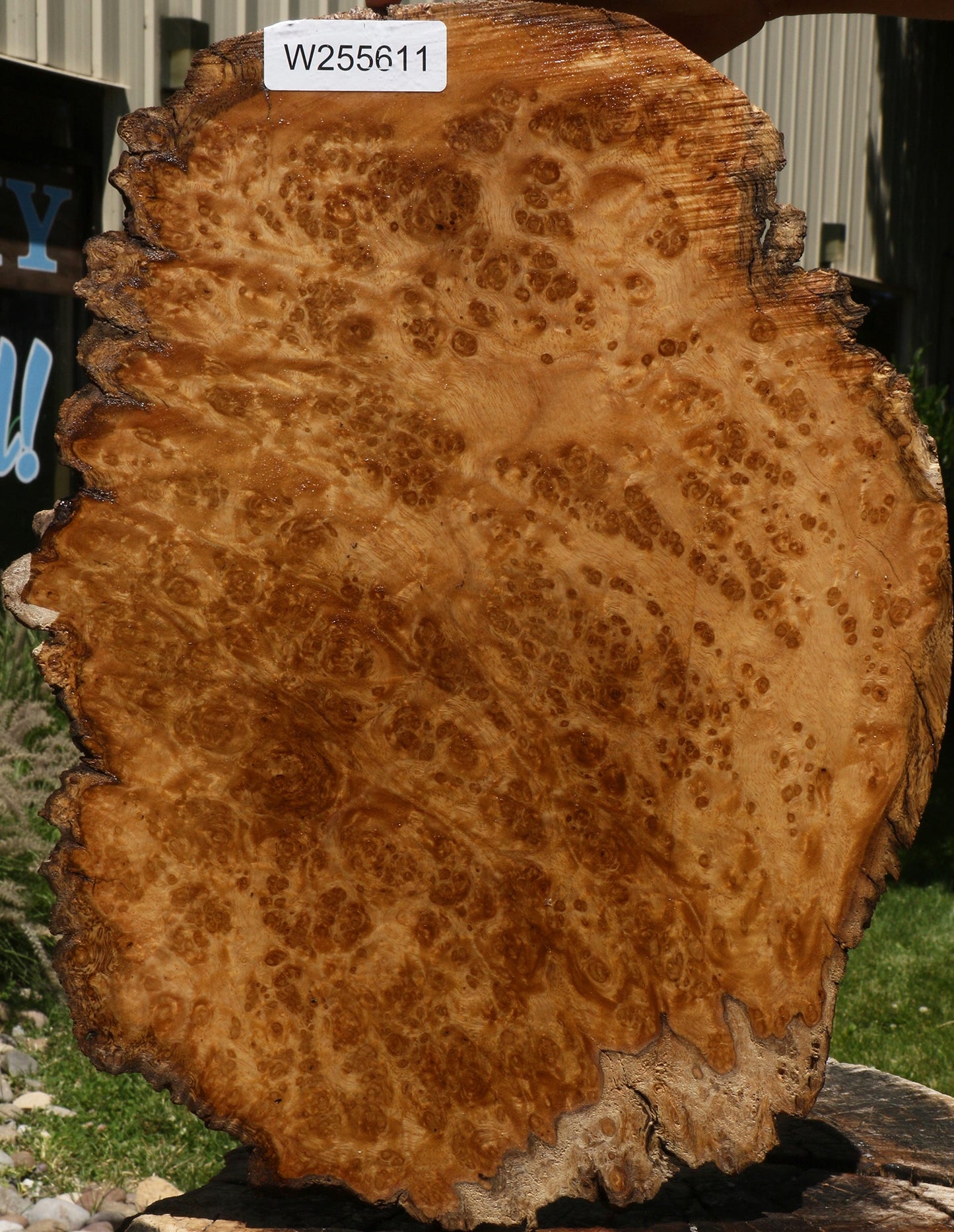 Almond Burl Cap