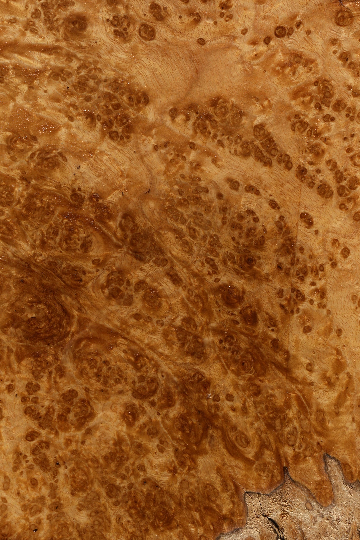 Almond Burl Cap