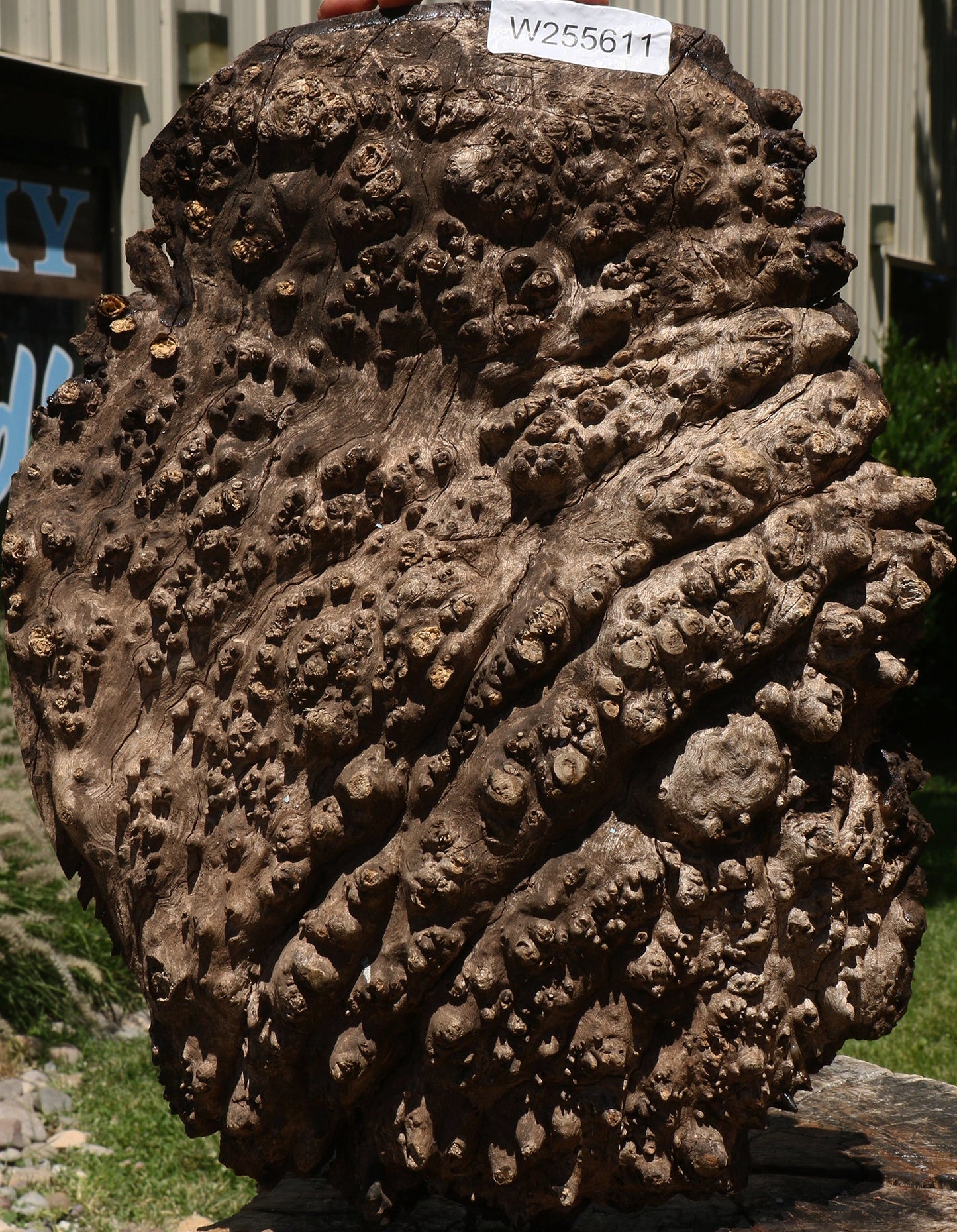 Almond Burl Cap