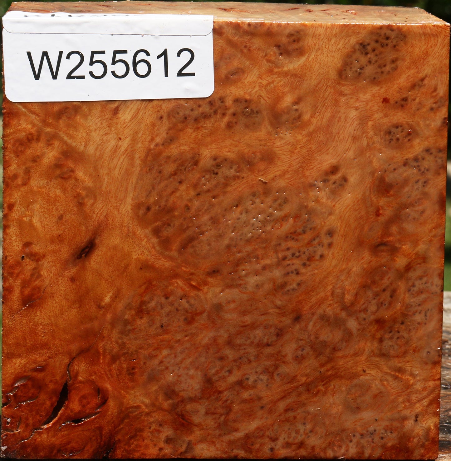 Afzelia Burl Live Edge Bowl Blank