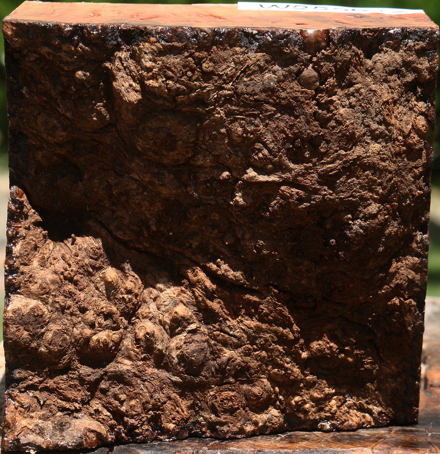 Afzelia Burl Live Edge Bowl Blank