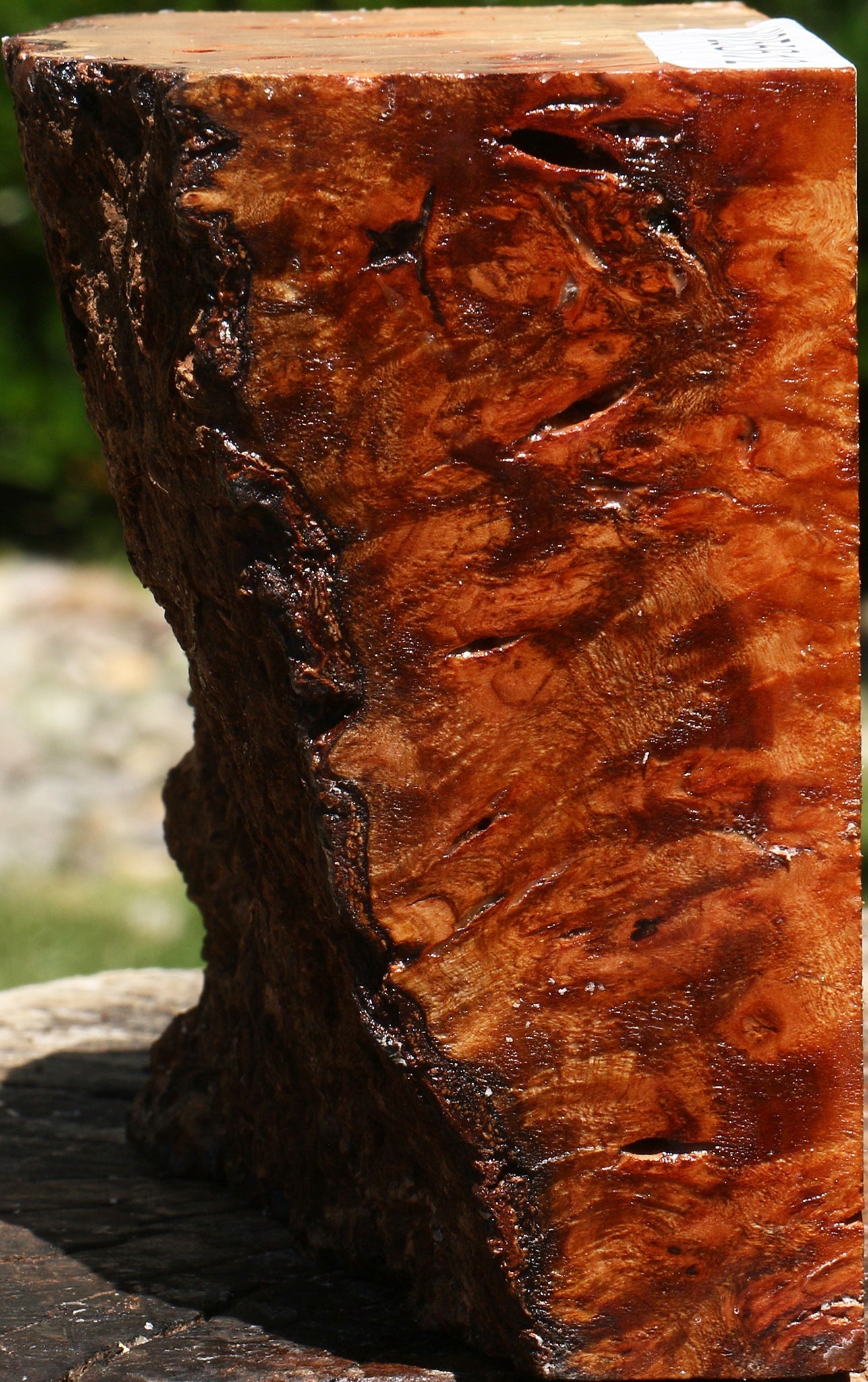 Afzelia Burl Live Edge Bowl Blank