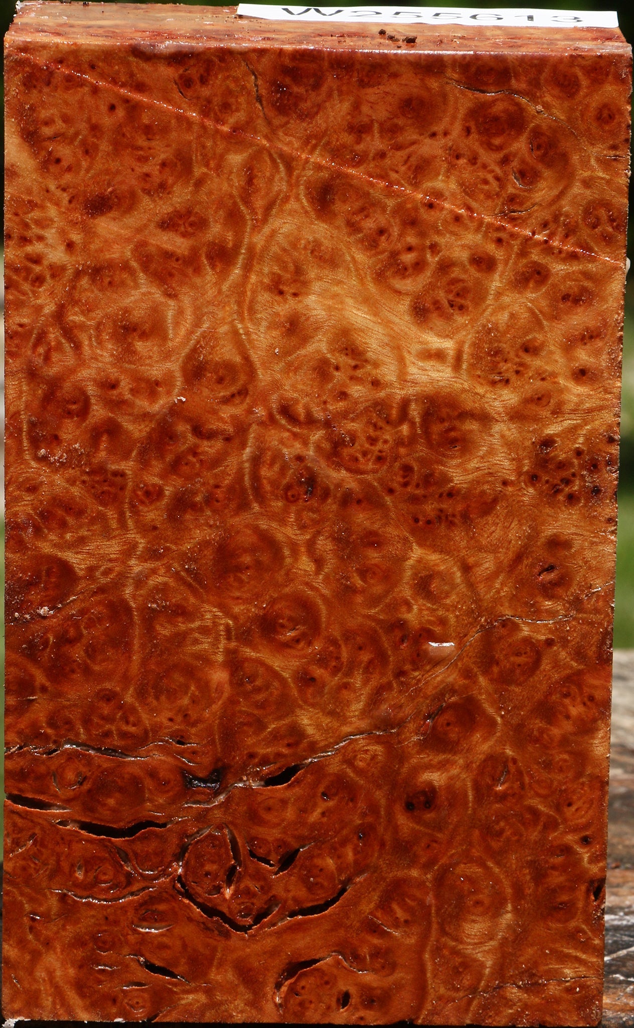 Rustic Camphor Turning Blank