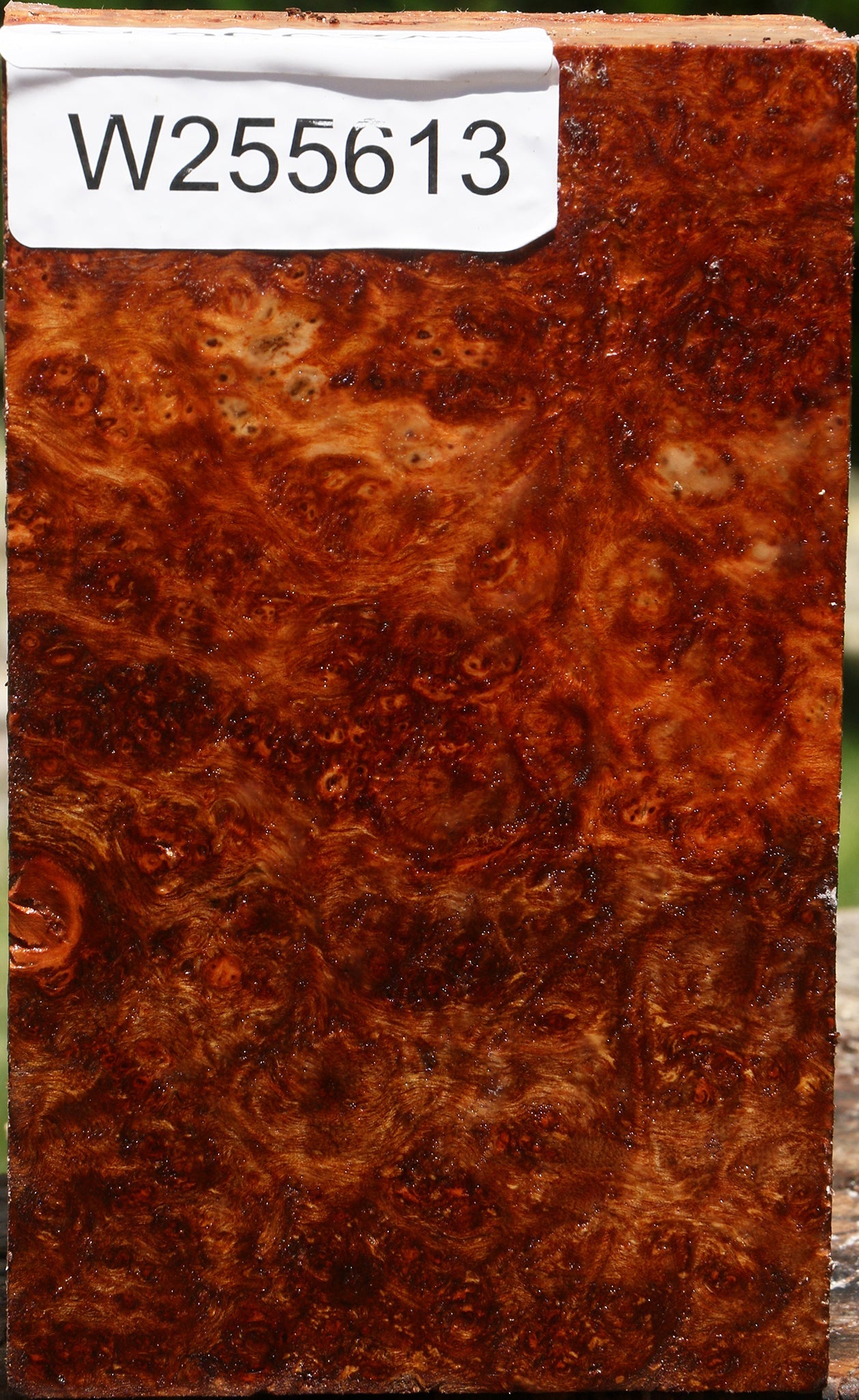 Rustic Camphor Turning Blank