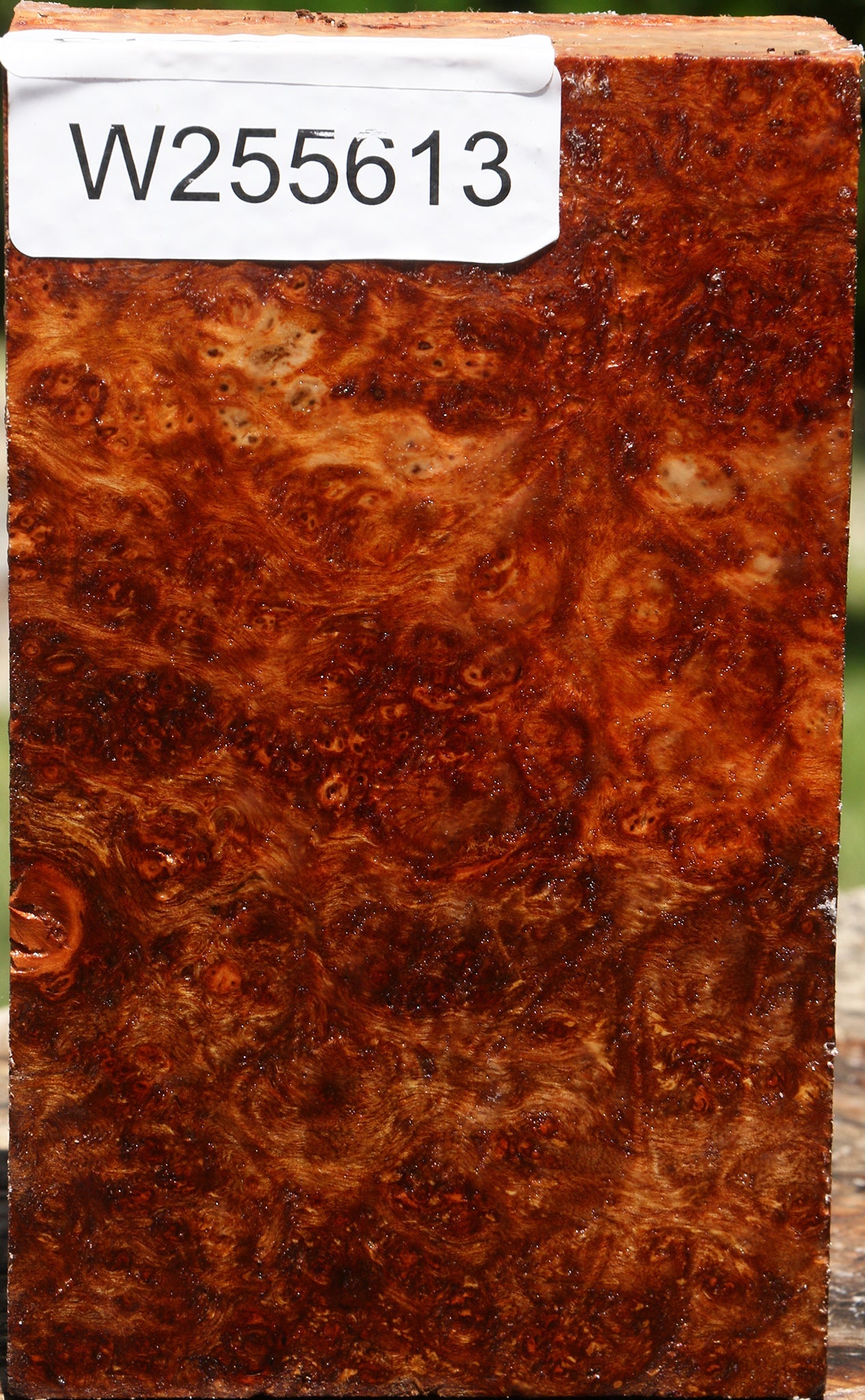 Rustic Camphor Turning Blank