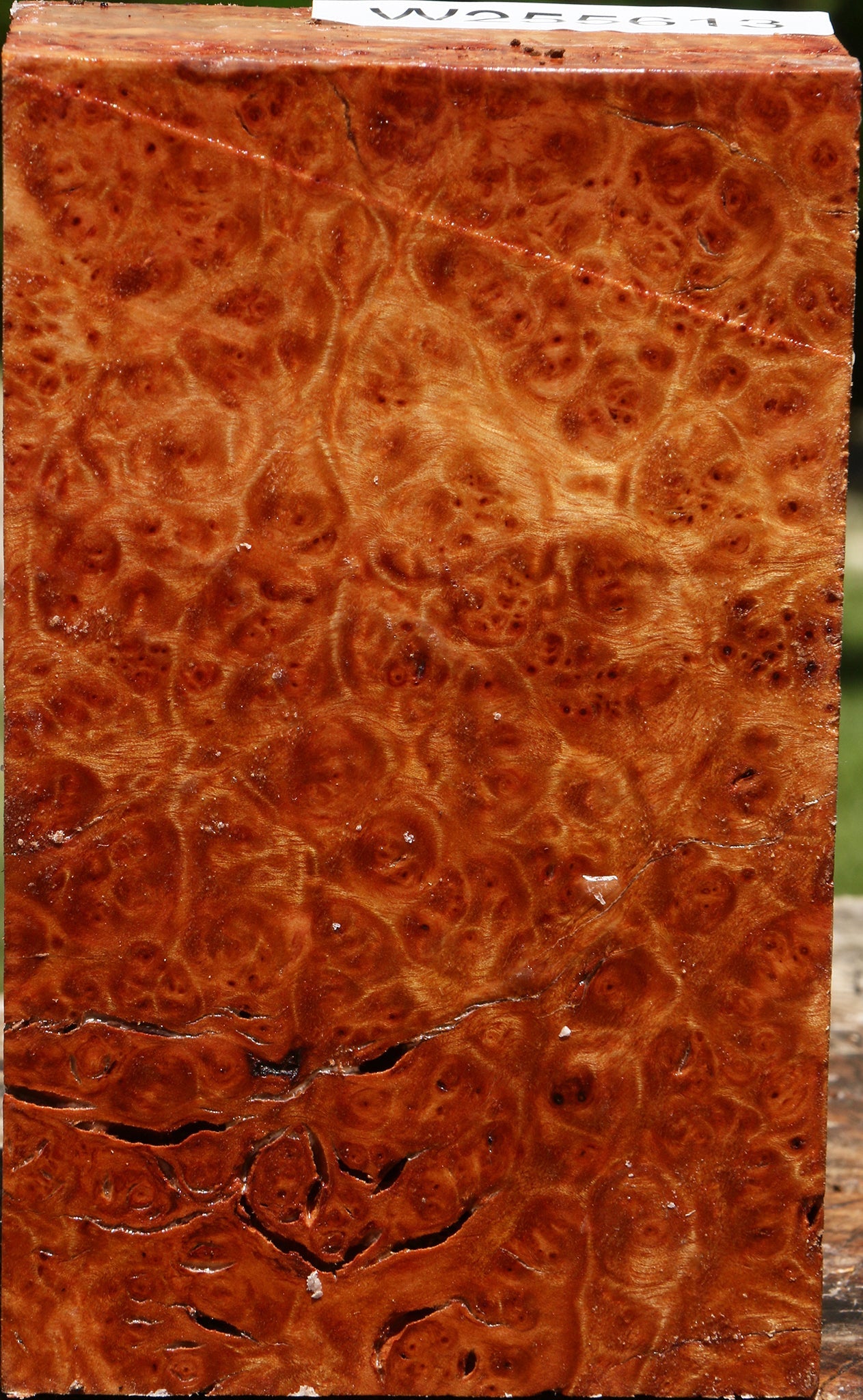 Rustic Camphor Turning Blank