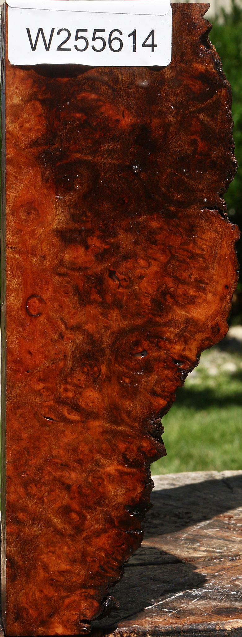 Rustic Camphor Burl Live Edge Turning Blank