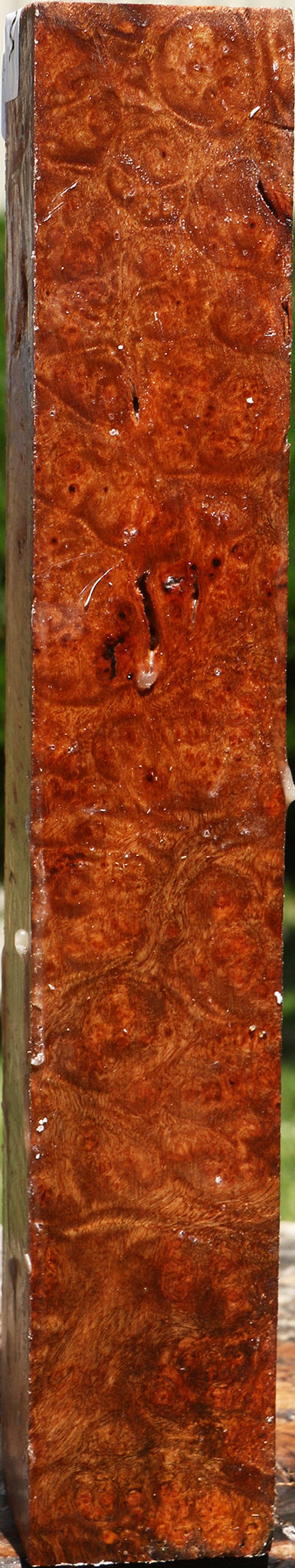 Camphor Burl Turning Square