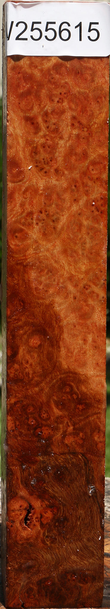 Camphor Burl Turning Square