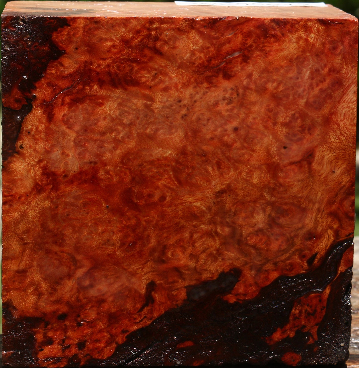 Afzelia Burl Bowl Blank