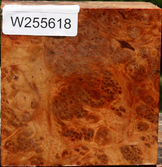 Afzelia Burl Bowl Blank