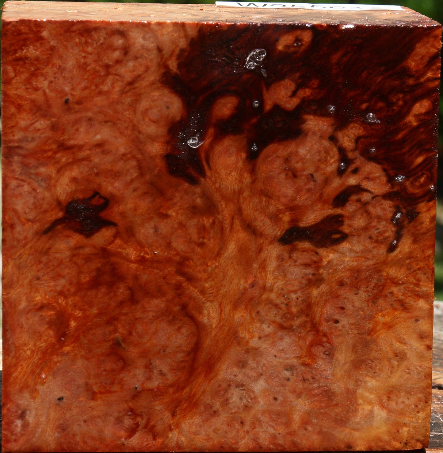 Afzelia Burl Bowl Blank