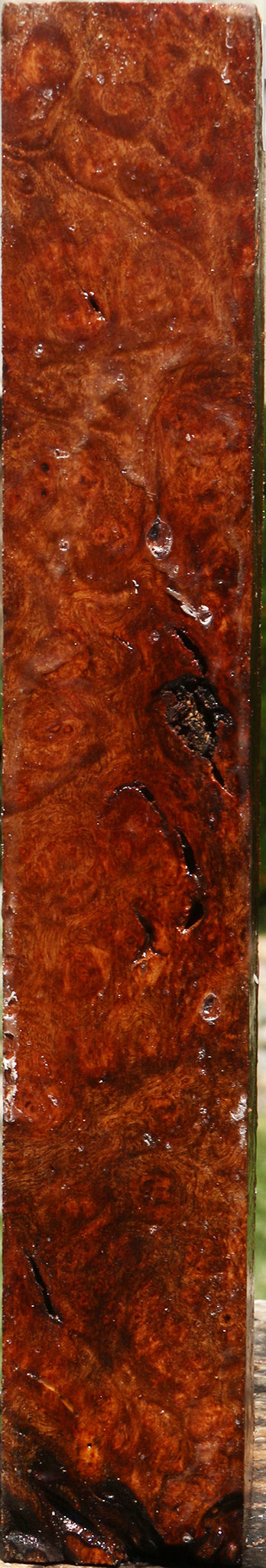 Rustic Camphor Burl Turning Square