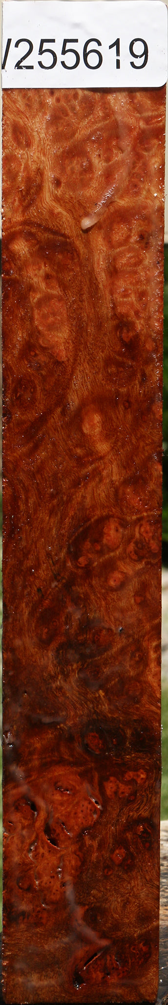 Rustic Camphor Burl Turning Square