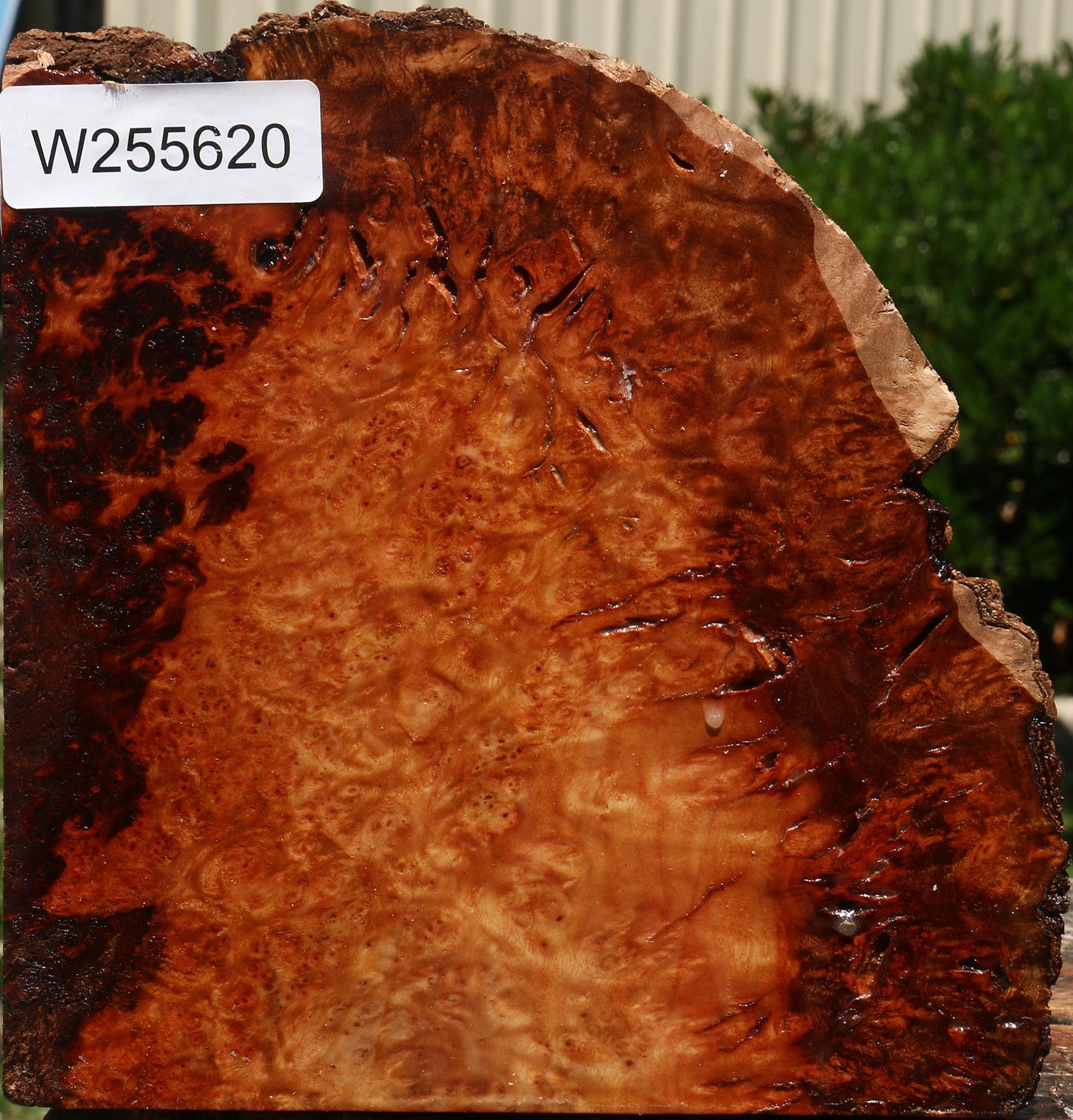 Rustic Camphor Burl Live Edge Turning Blank