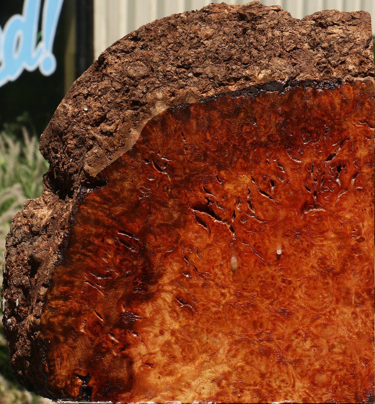 Rustic Camphor Burl Live Edge Turning Blank