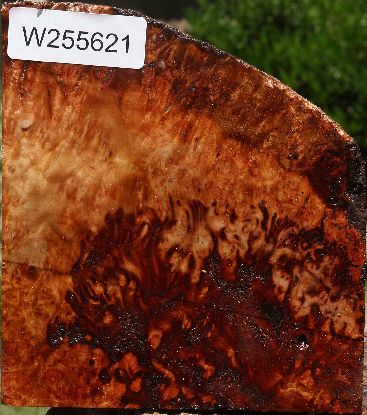 Rustic Camphor Burl Live Edge Turning Blank