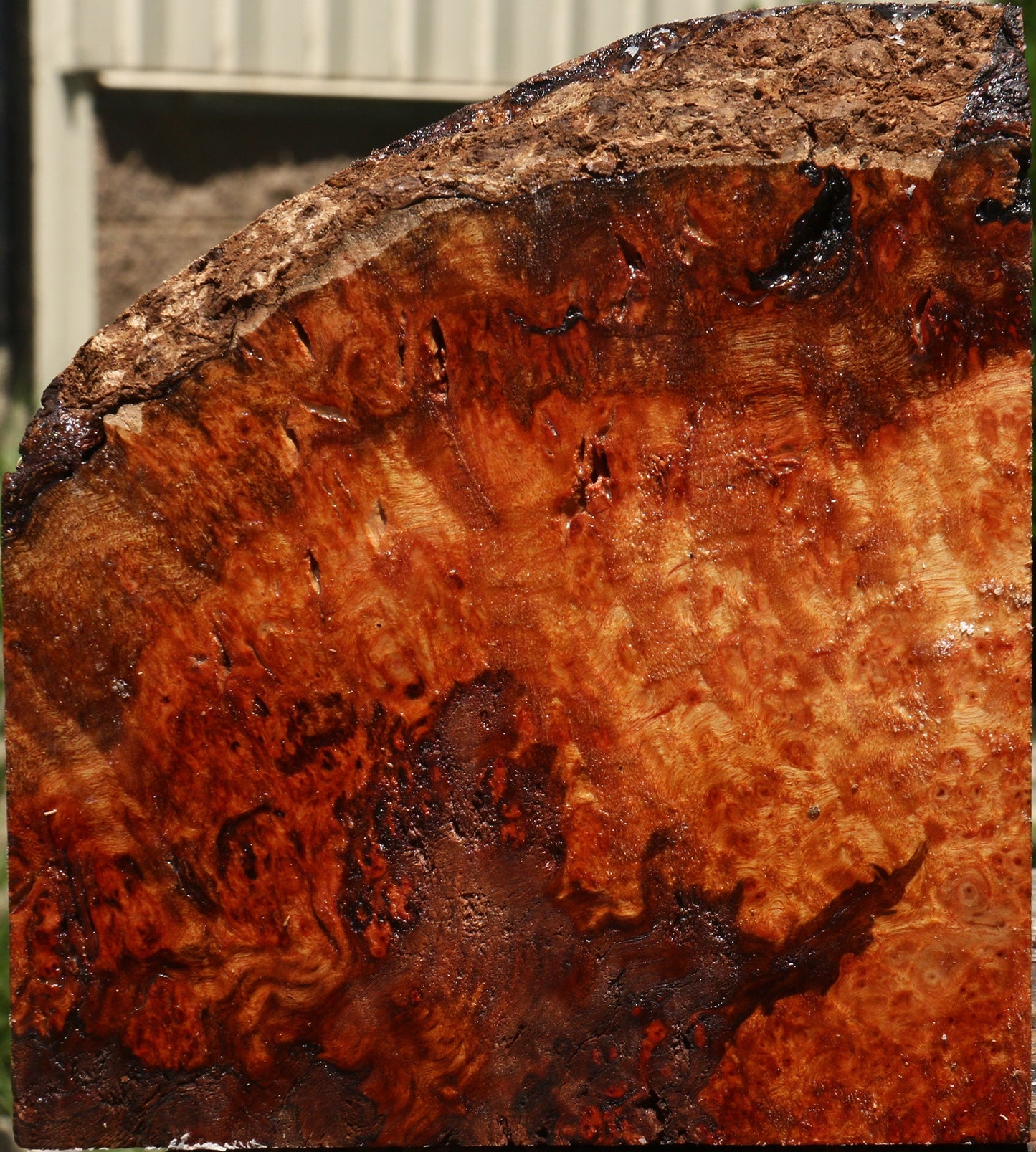 Rustic Camphor Burl Live Edge Turning Blank