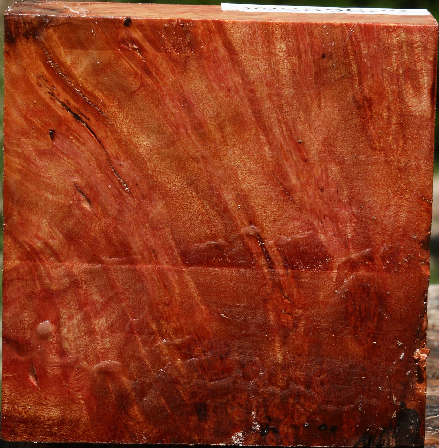 Camphor Burl Bowl Blank