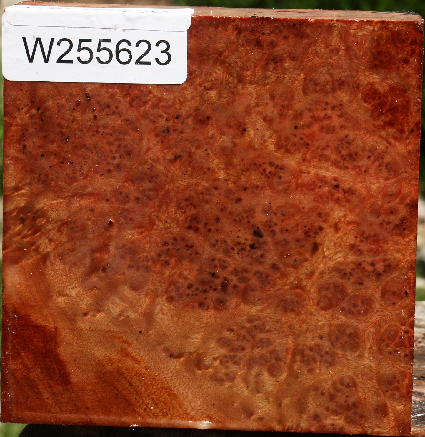 Rustic Afzelia Burl Bowl Blank