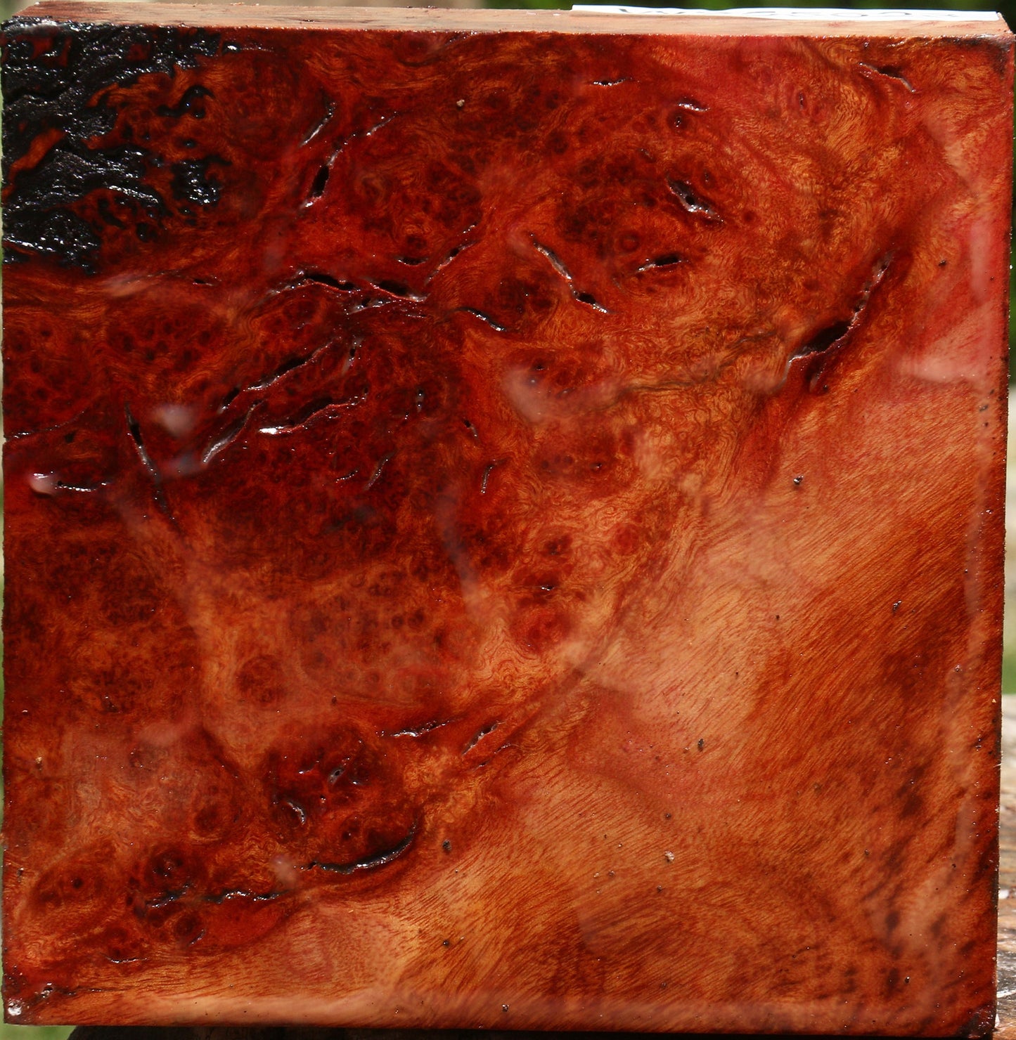 Rustic Afzelia Burl Bowl Blank