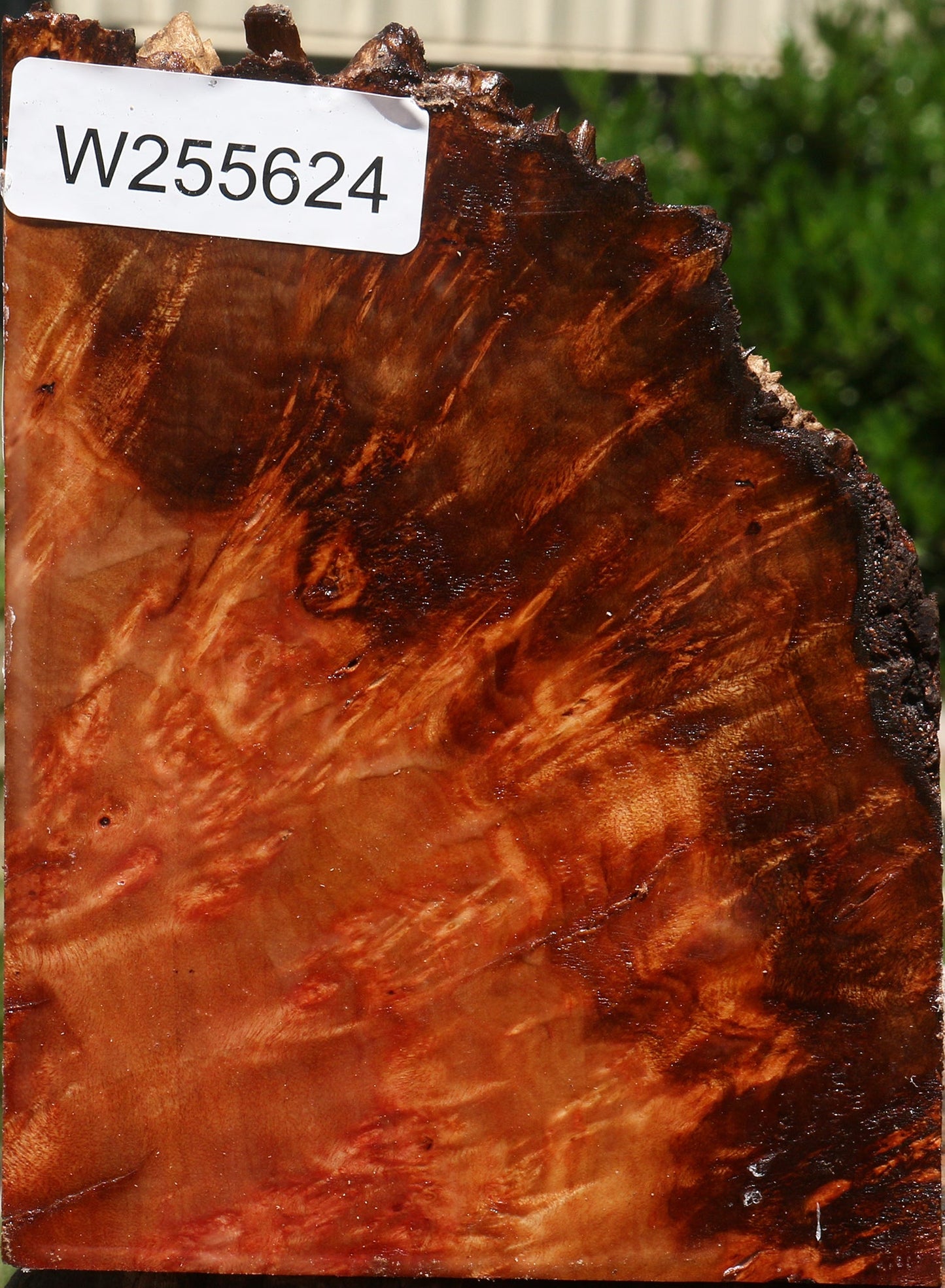 Rustic Camphor Burl Live Edge Turning Blank