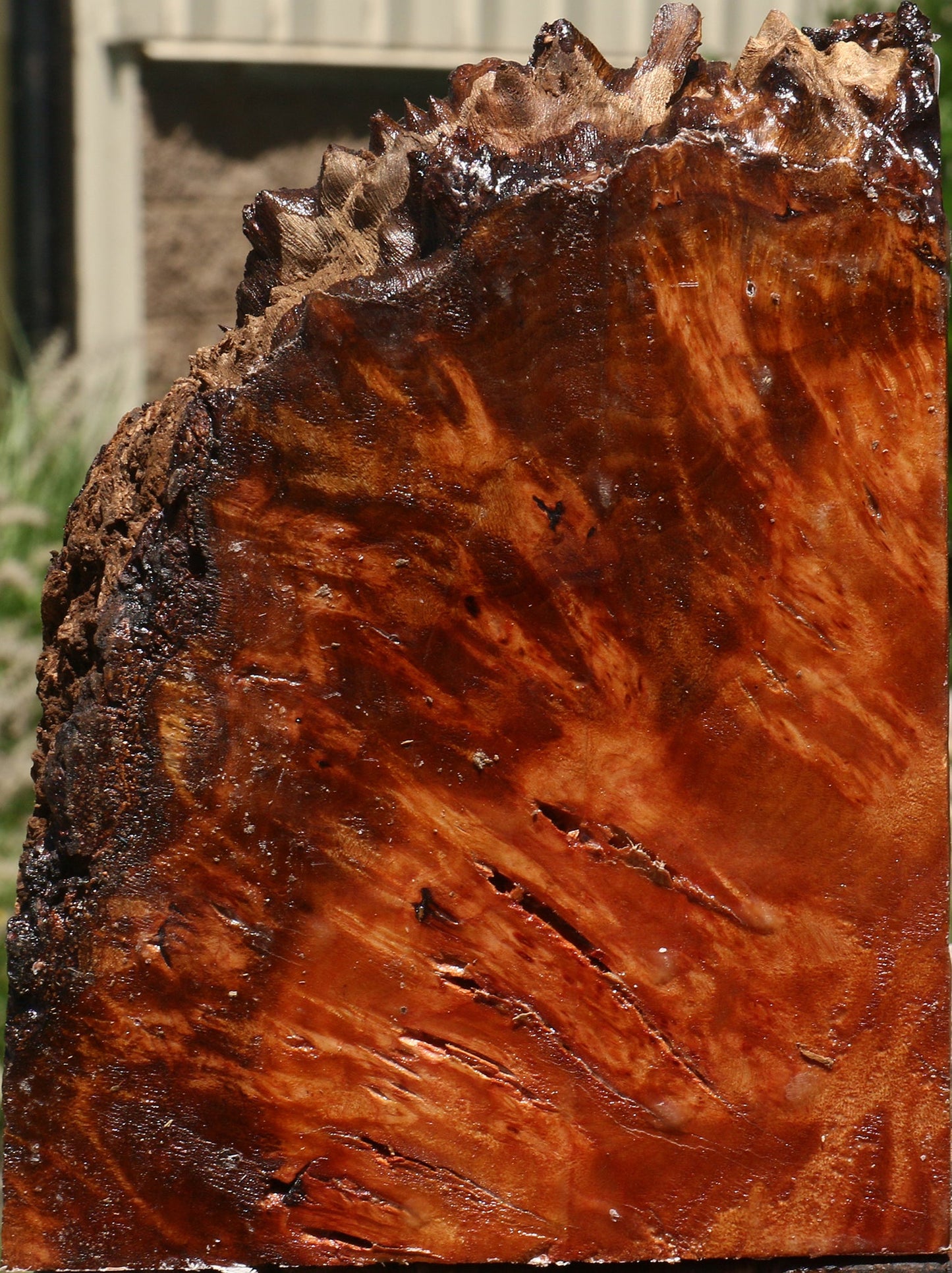 Rustic Camphor Burl Live Edge Turning Blank
