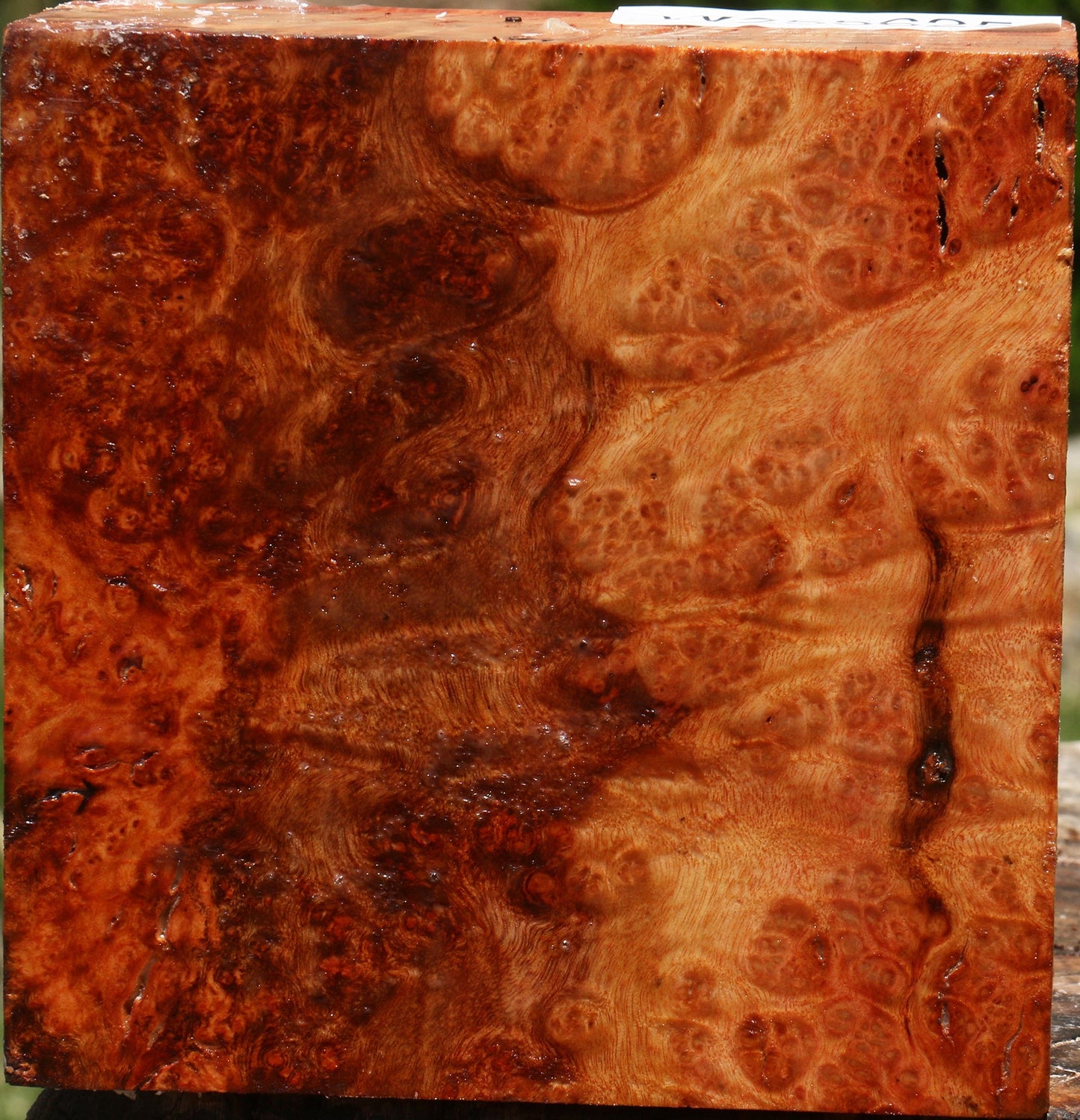 Rustic Afzelia Burl Bowl Blank