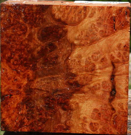 Rustic Afzelia Burl Bowl Blank