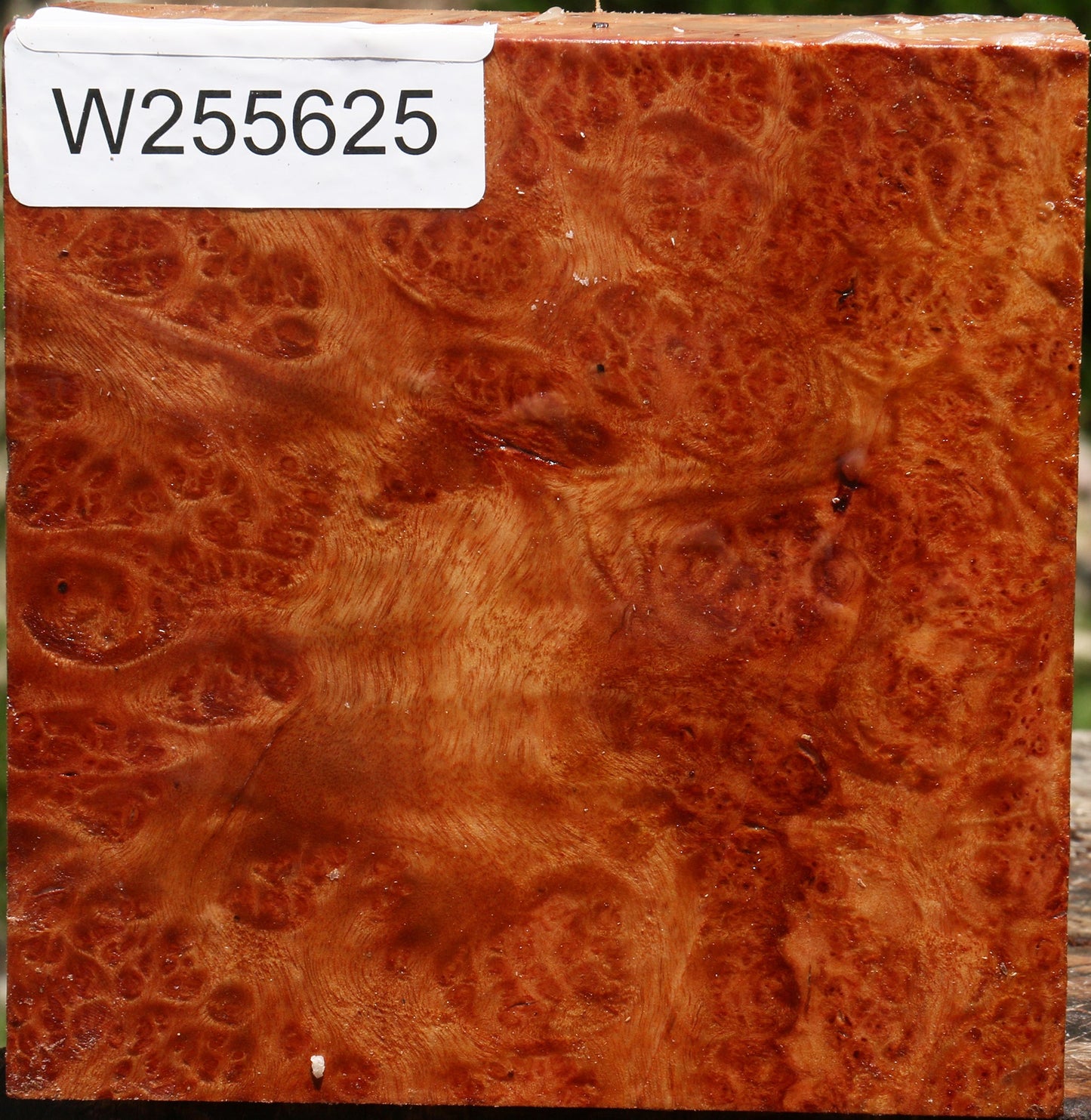 Rustic Afzelia Burl Bowl Blank