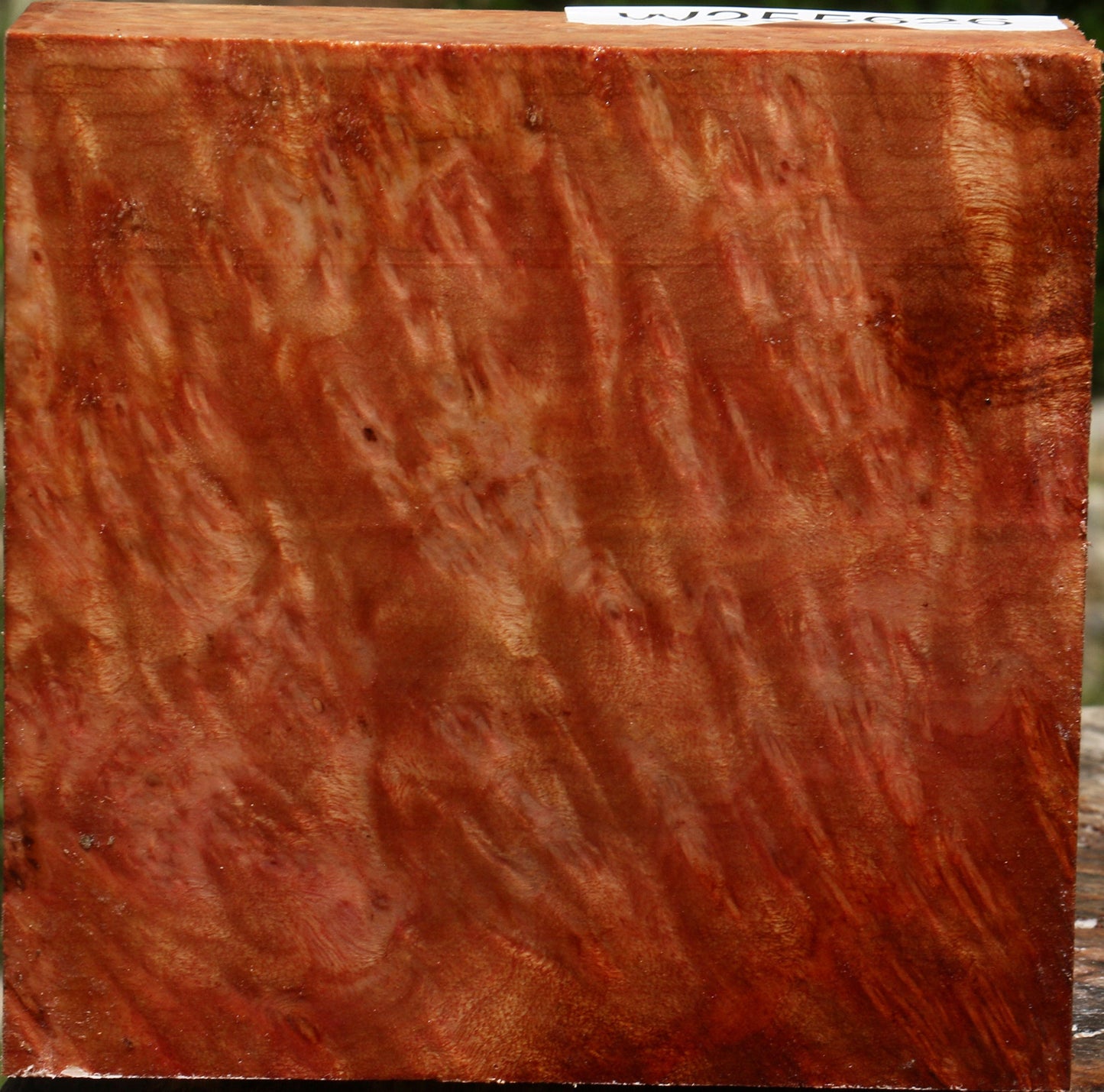 Afzelia Burl Bowl Blank