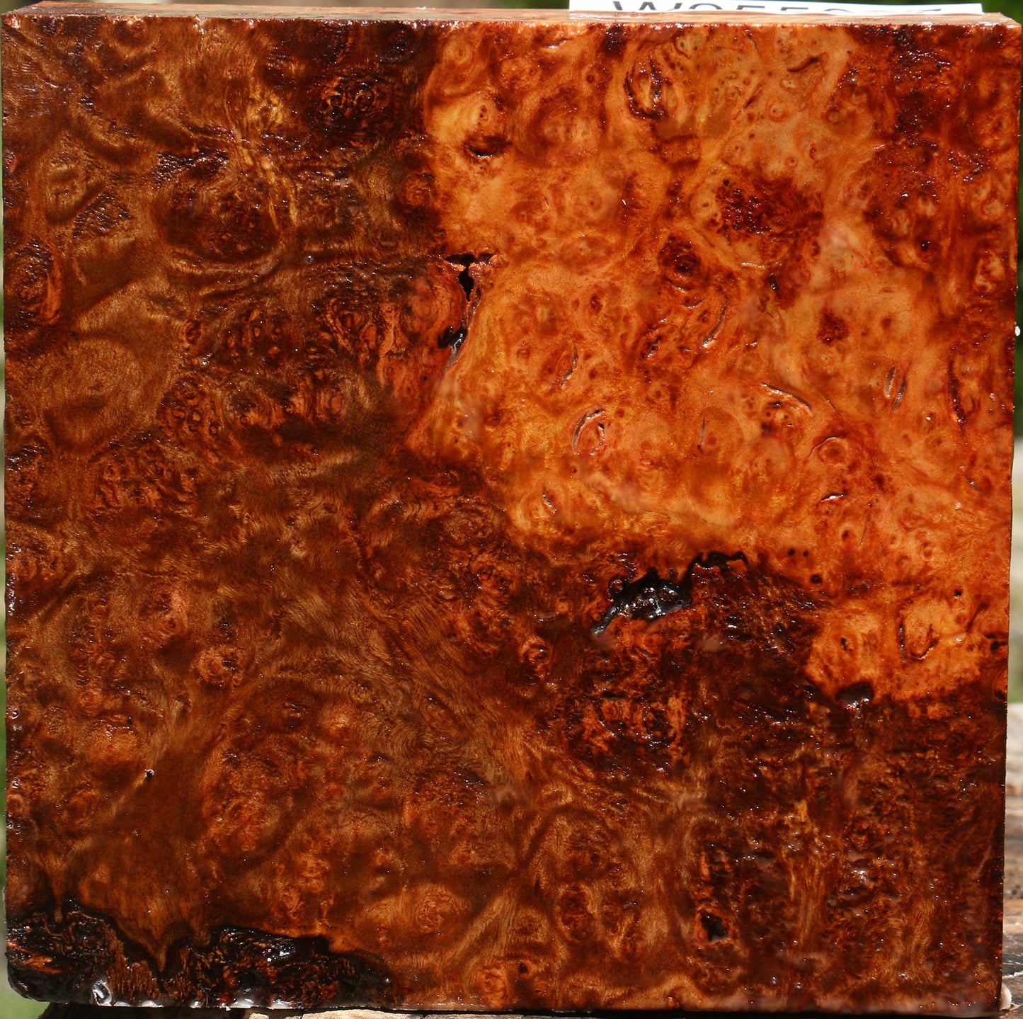Afzelia Burl Bowl Blank