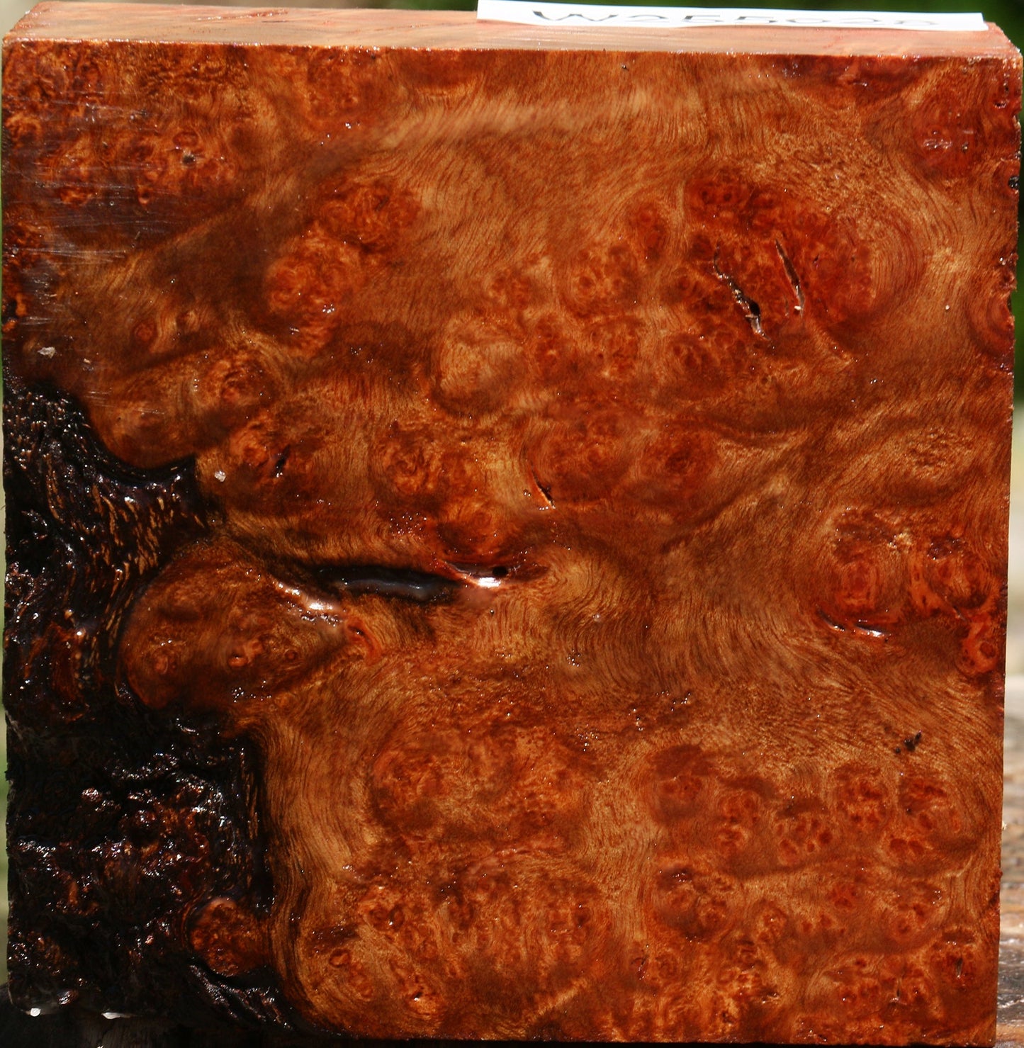 Afzelia Burl Bowl Blank