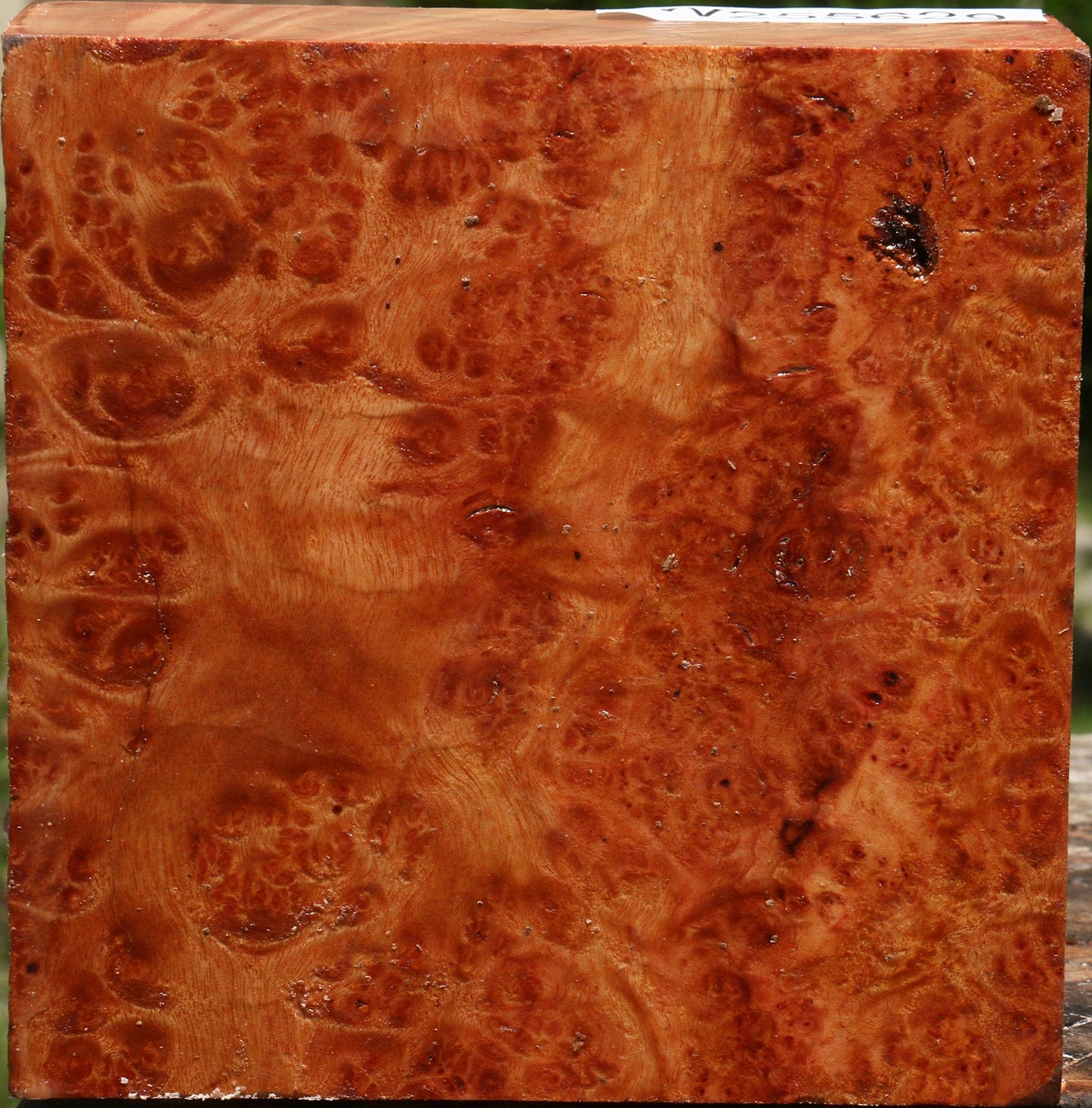 Afzelia Burl Bowl Blank