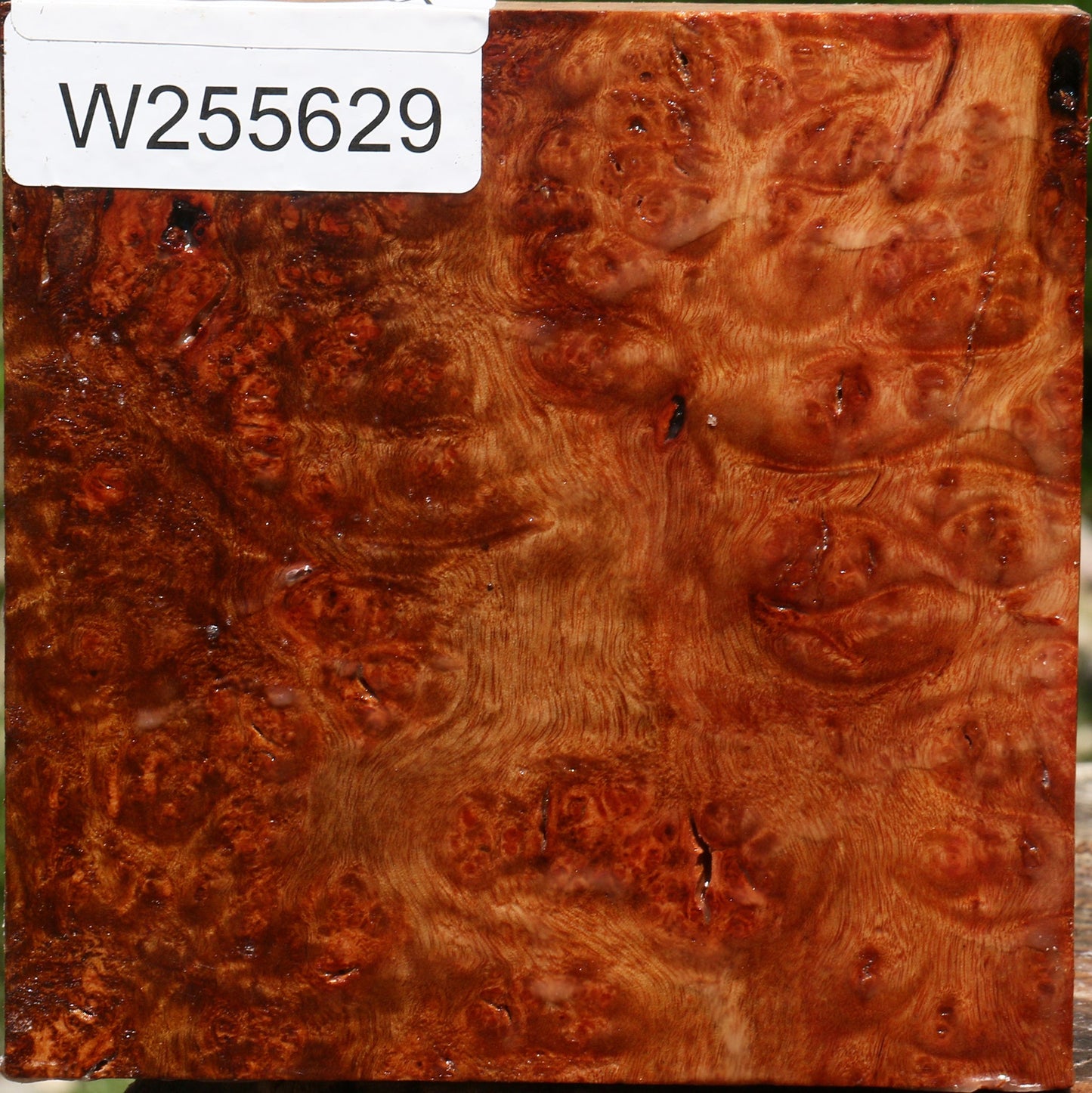 Afzelia Burl Bowl Blank