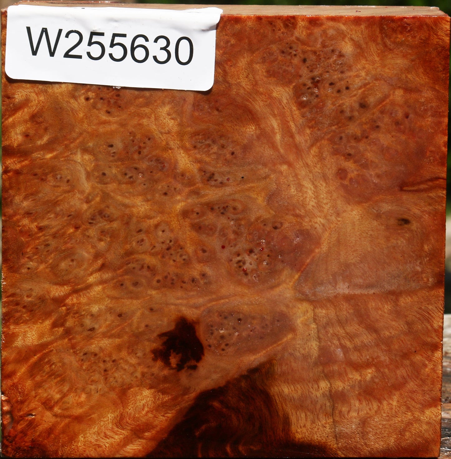 Afzelia Burl Bowl Blank