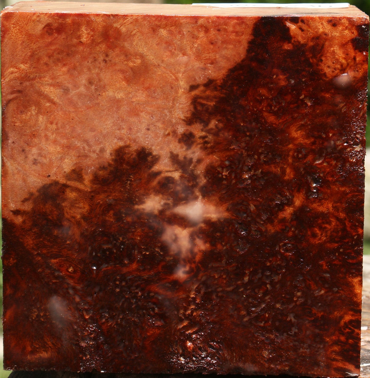 Afzelia Burl Bowl Blank