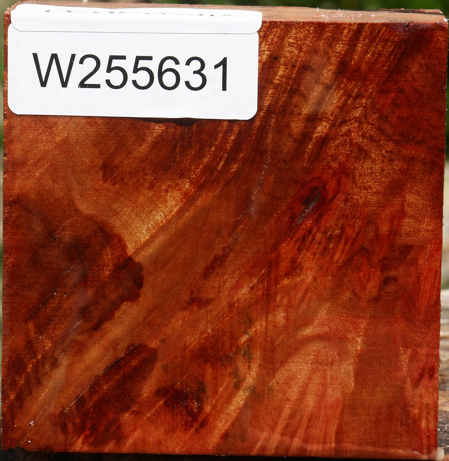 Camphor Burl Bowl Blank