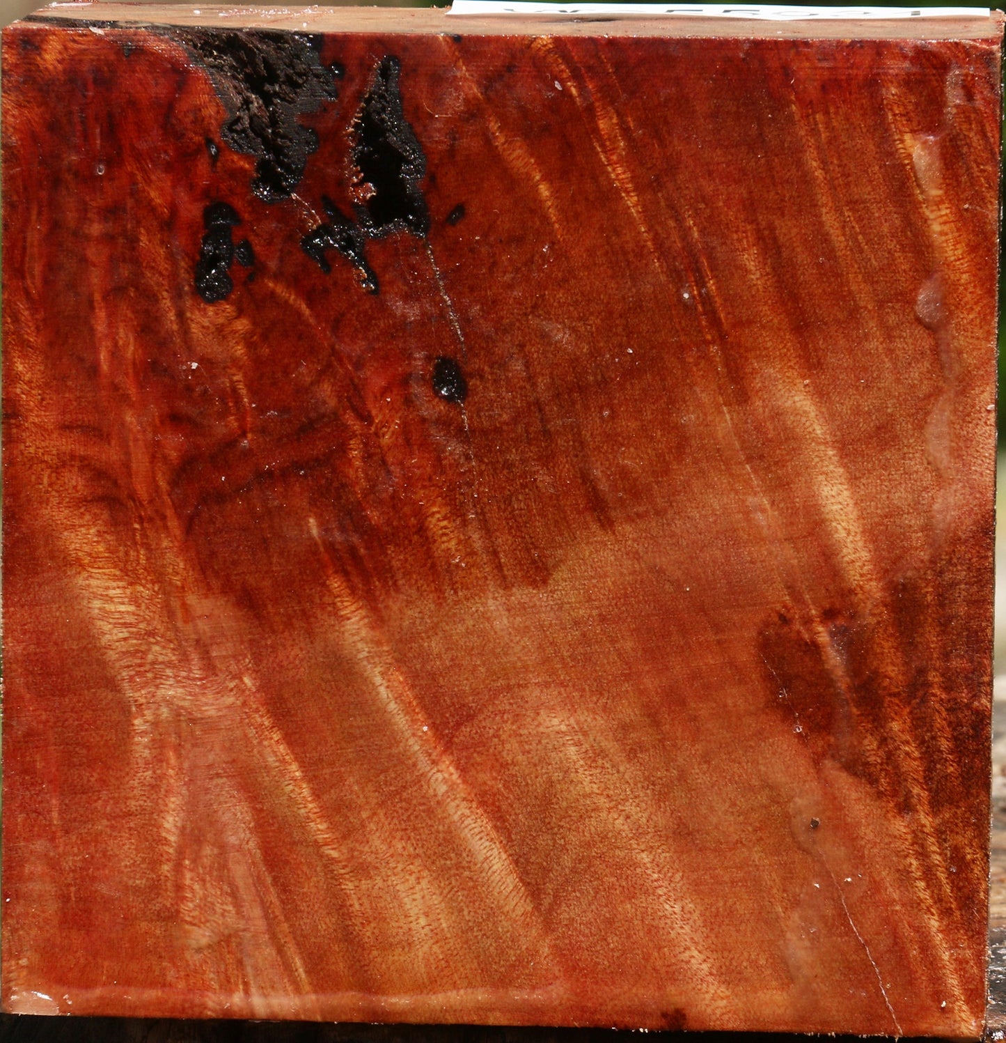 Camphor Burl Bowl Blank