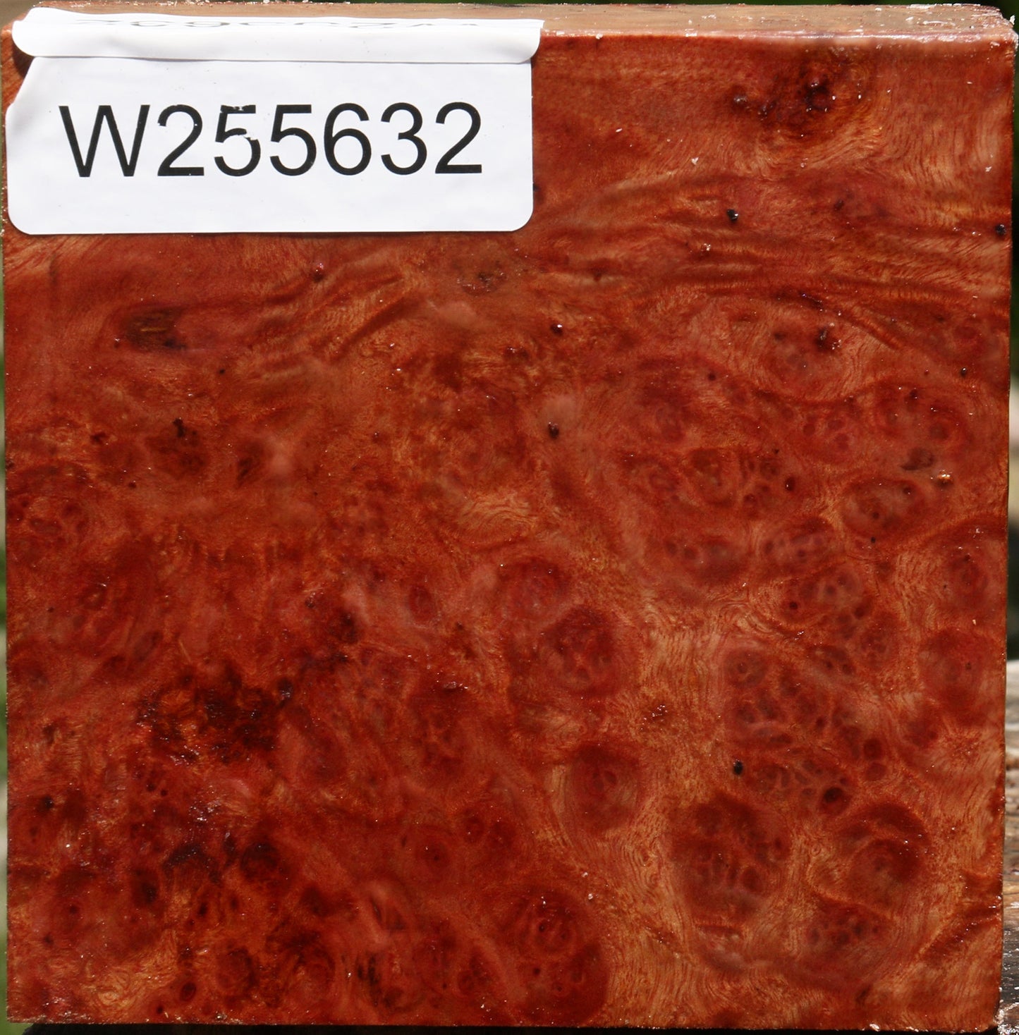 Camphor Burl Bowl Blank