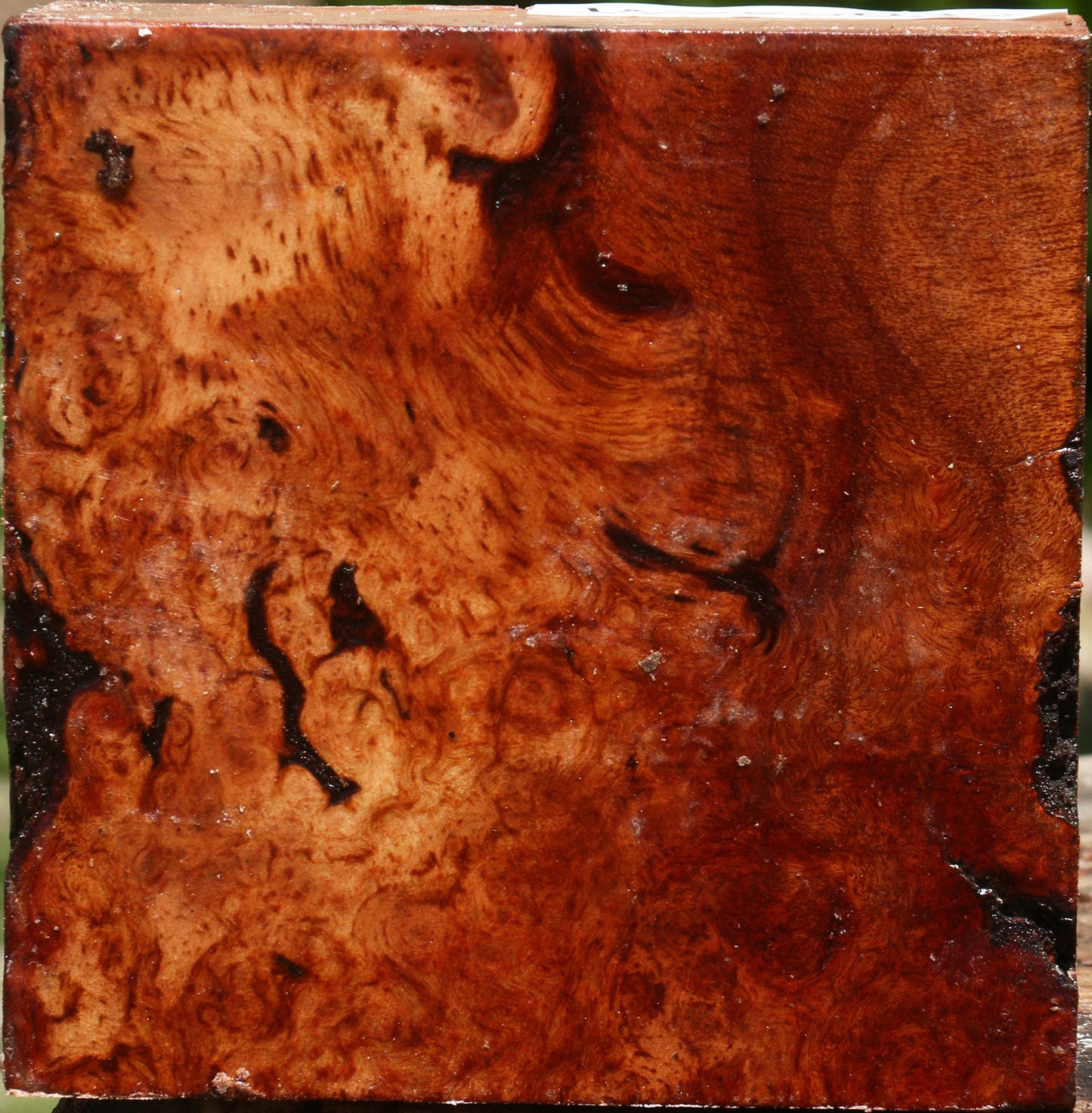 Camphor Burl Bowl Blank