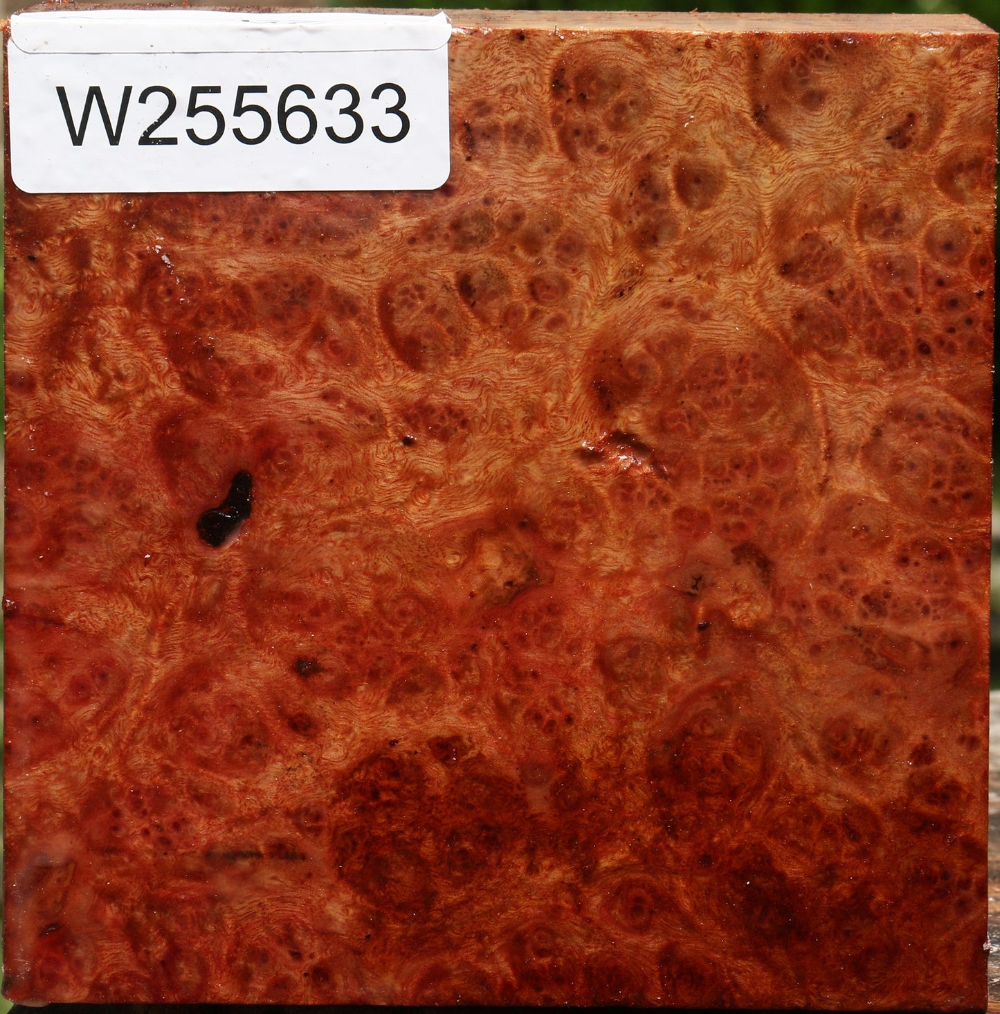 Camphor Burl Bowl Blank