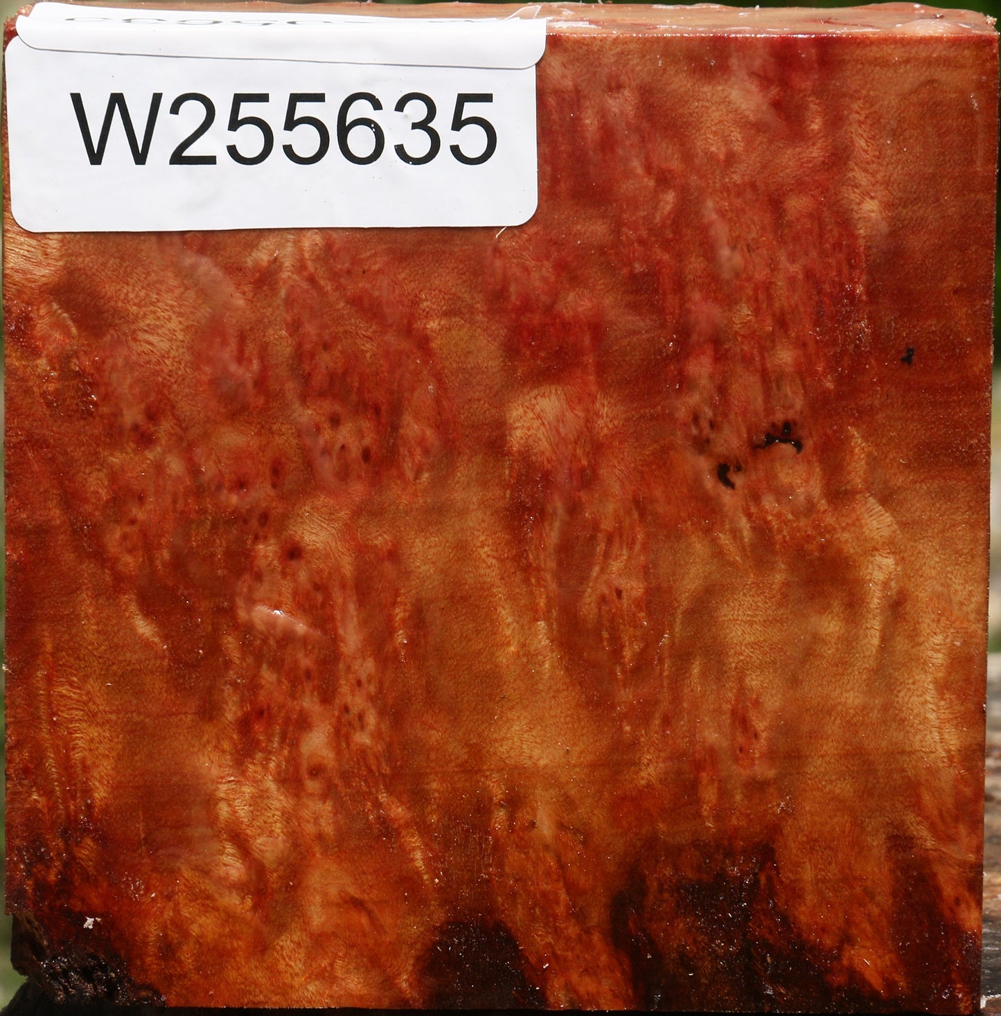 Afzelia Burl Bowl Blank
