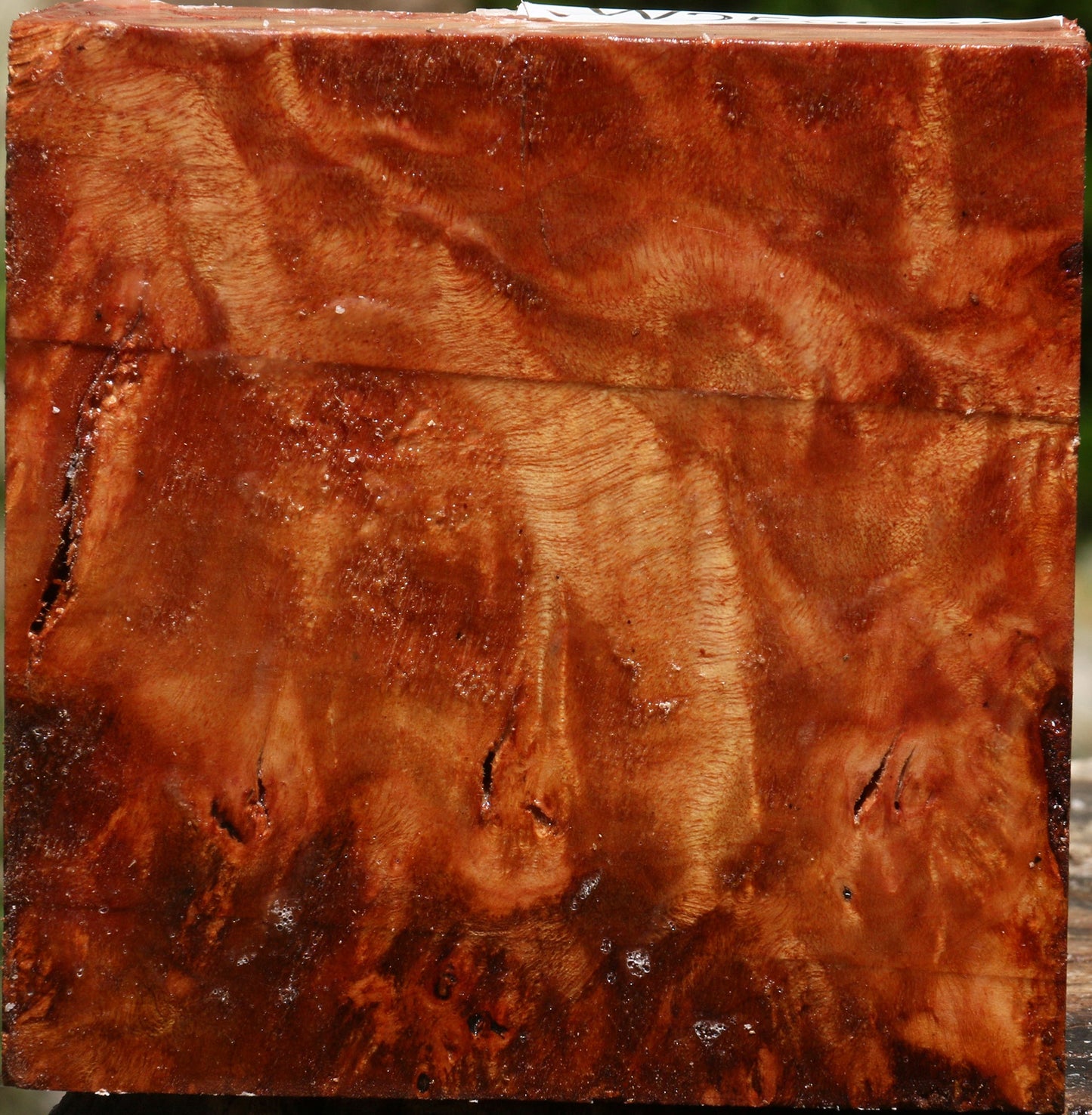 Afzelia Burl Bowl Blank