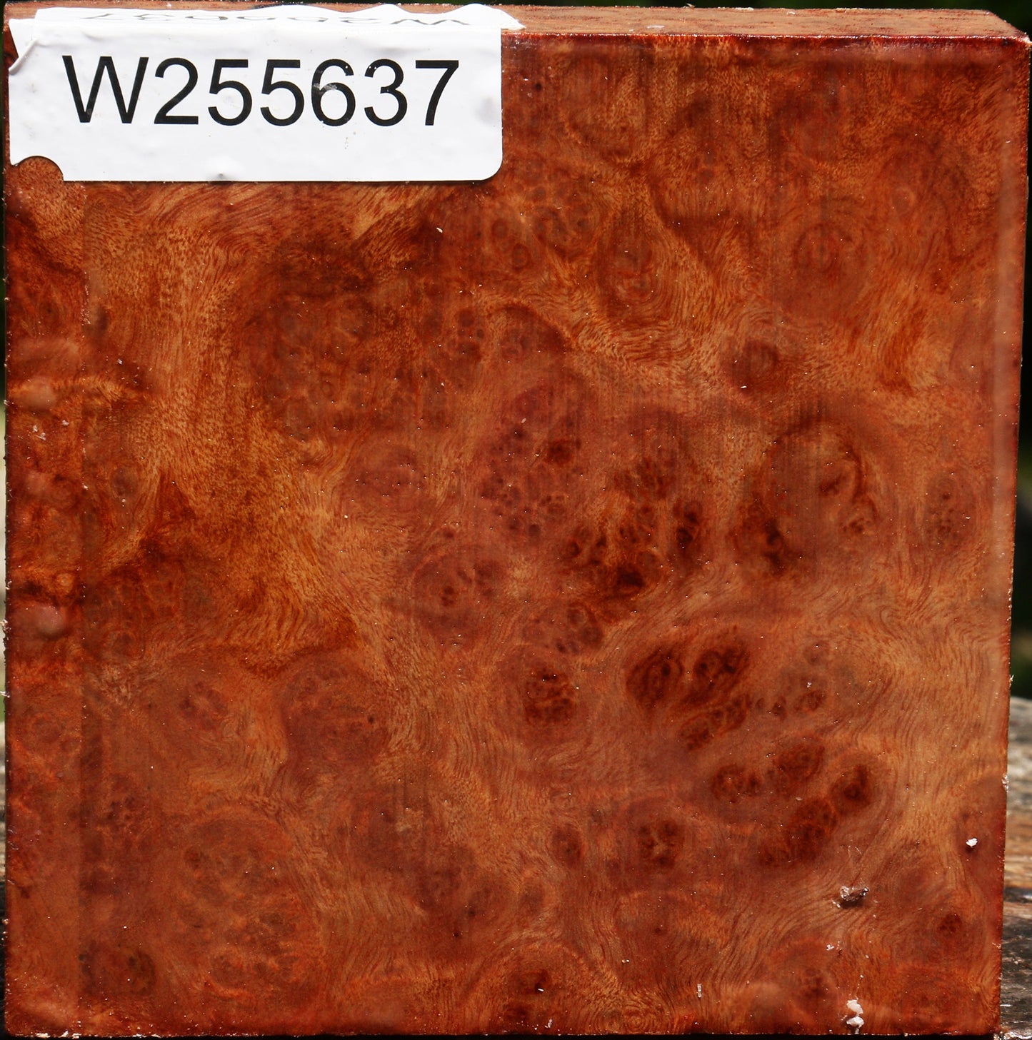 Rustic Camphor Burl Bowl Blank